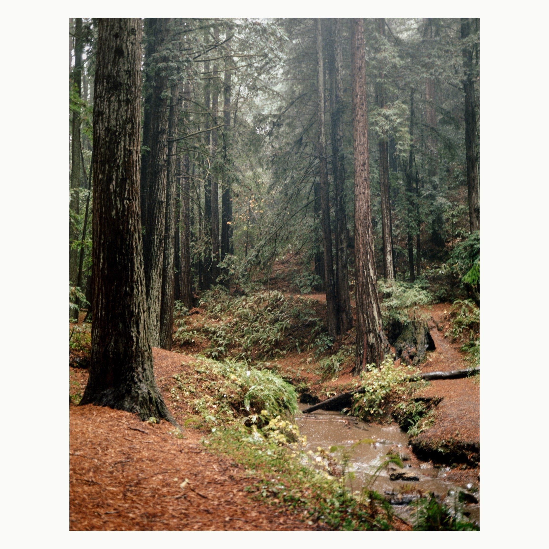 Redwoods in Rain