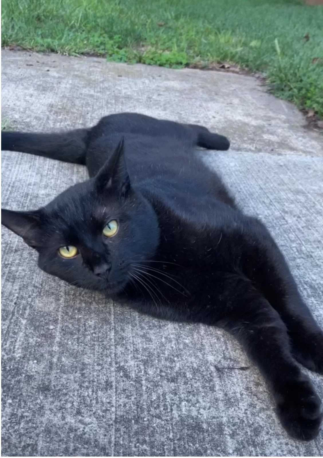 A black cat lying stretched out on a concrete sidewalk with grass in the background.