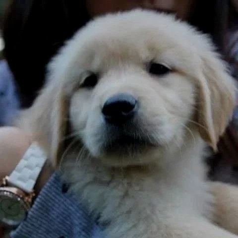 Close-up of a fluffy, light-colored puppy with a black nose and dark eyes.