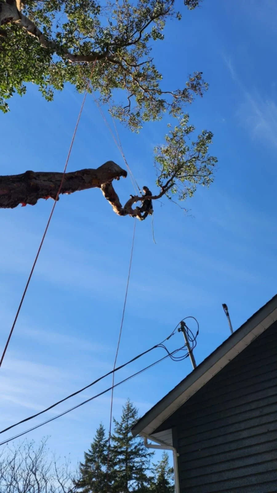 A person climbing or trimming a tall tree with a safety harness, high above the ground, near a house with an electrical pole and wires.