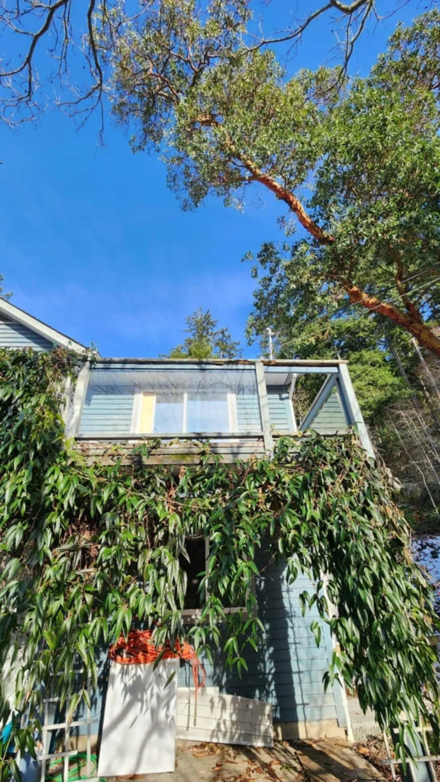 View of a blue house with a balcony partly covered with green vines, a large tree with sparse leaves extending above, and a clear blue sky.