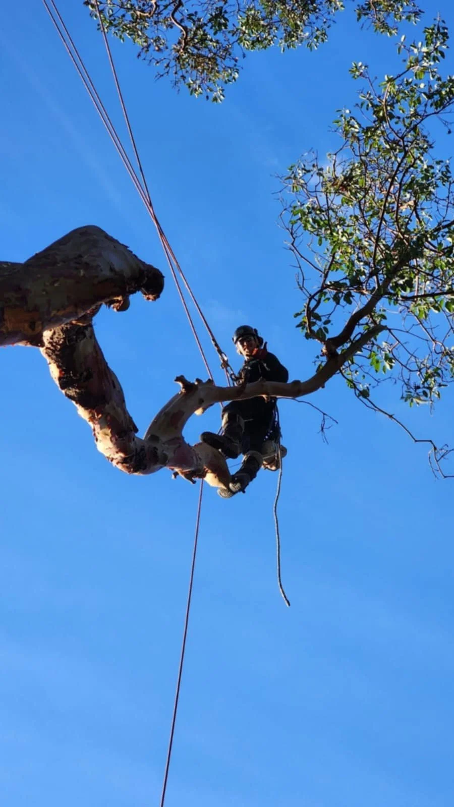 A person in safety gear, including a helmet, is riding a rope swing hanging from a tree against a clear blue sky.