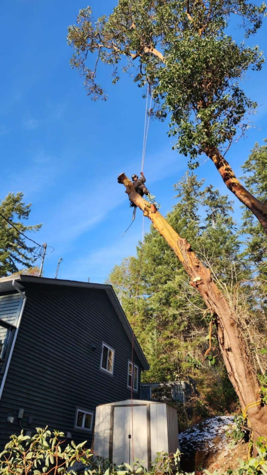 A person in safety gear and helmet is cutting down a tall tree with chainsaw while suspended in the air with ropes near a house.