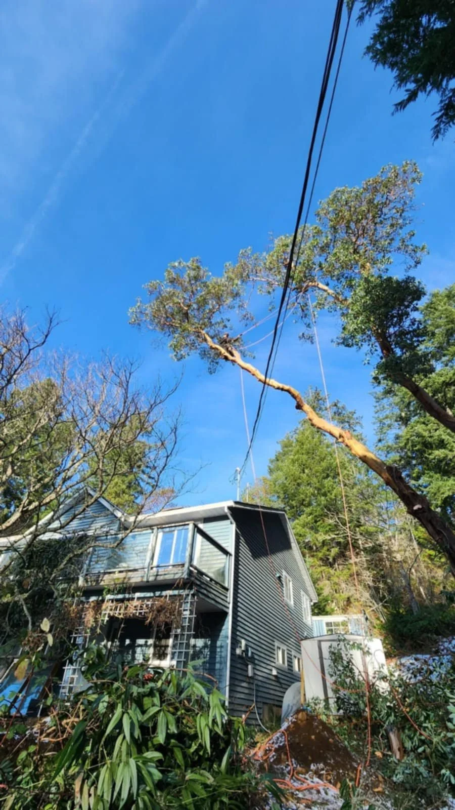 A fallen tree leaning on power lines near a gray house with a balcony, with trees and plants surrounding the house, under a bright blue sky.