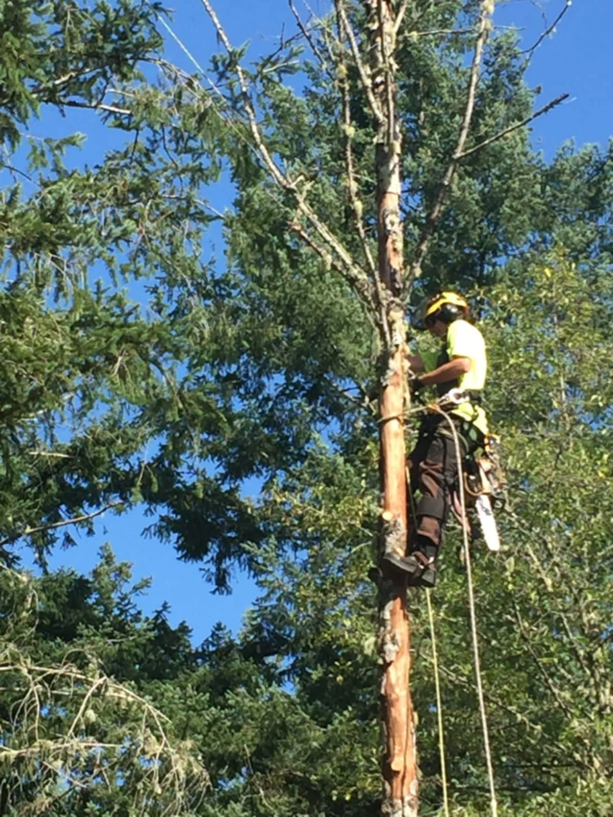 A person in safety gear working high in a tree, cutting branches with a chainsaw.