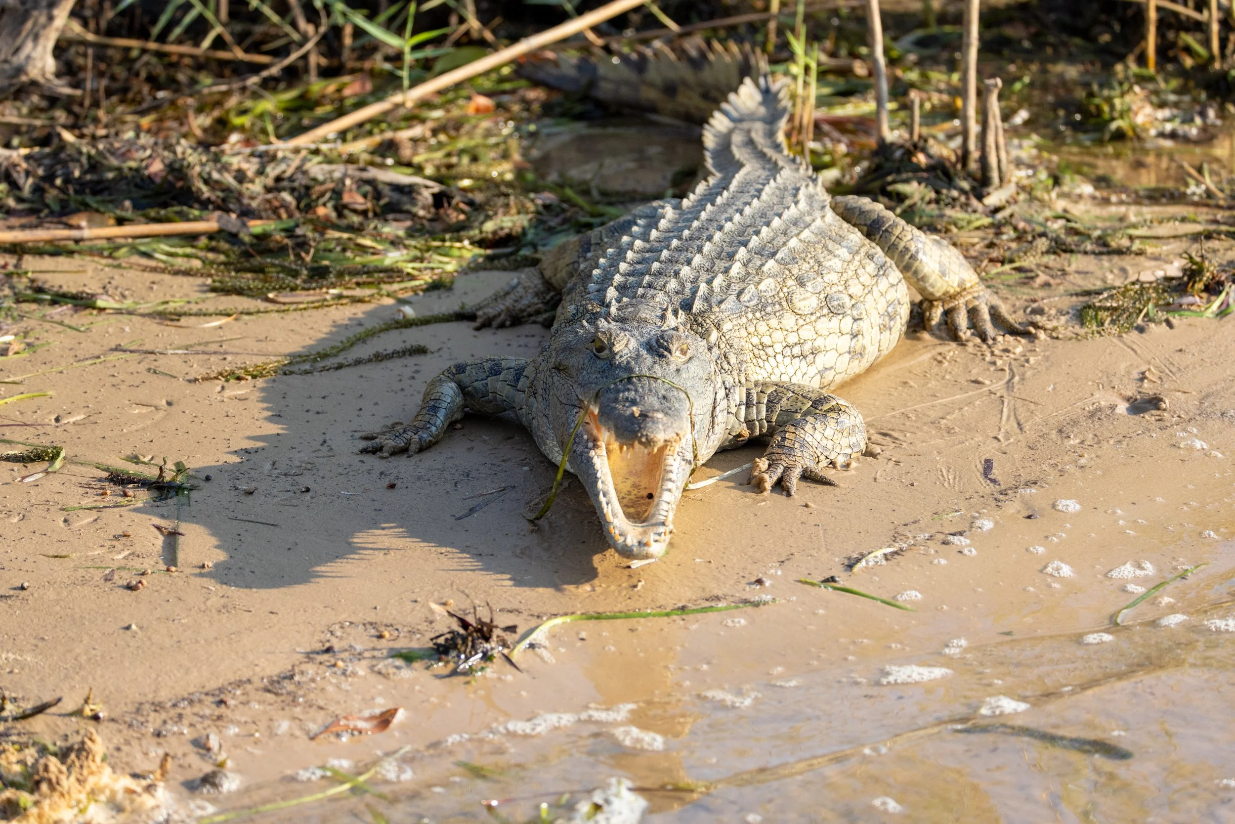A crocodile lying on a sandy shore near water, with its mouth open holding a piece of grass.