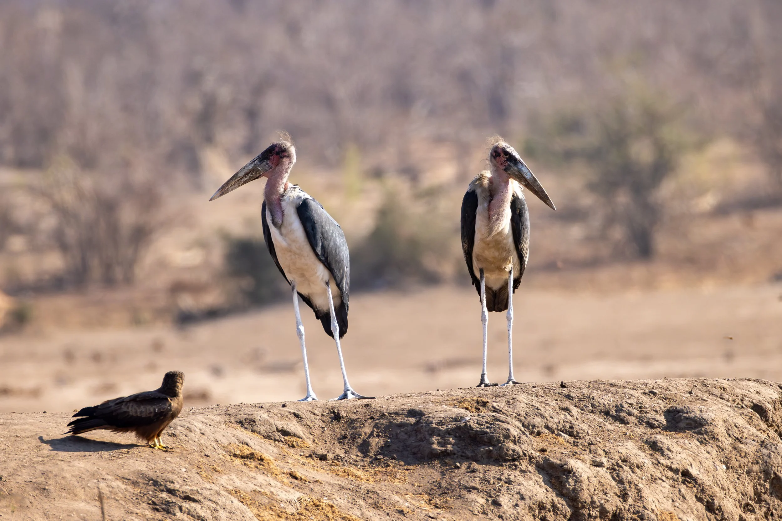 Two adult Marabou storks standing on a dirt mound with a small dark brown bird resting on the ground nearby, in a dry landscape with blurred trees in the background.