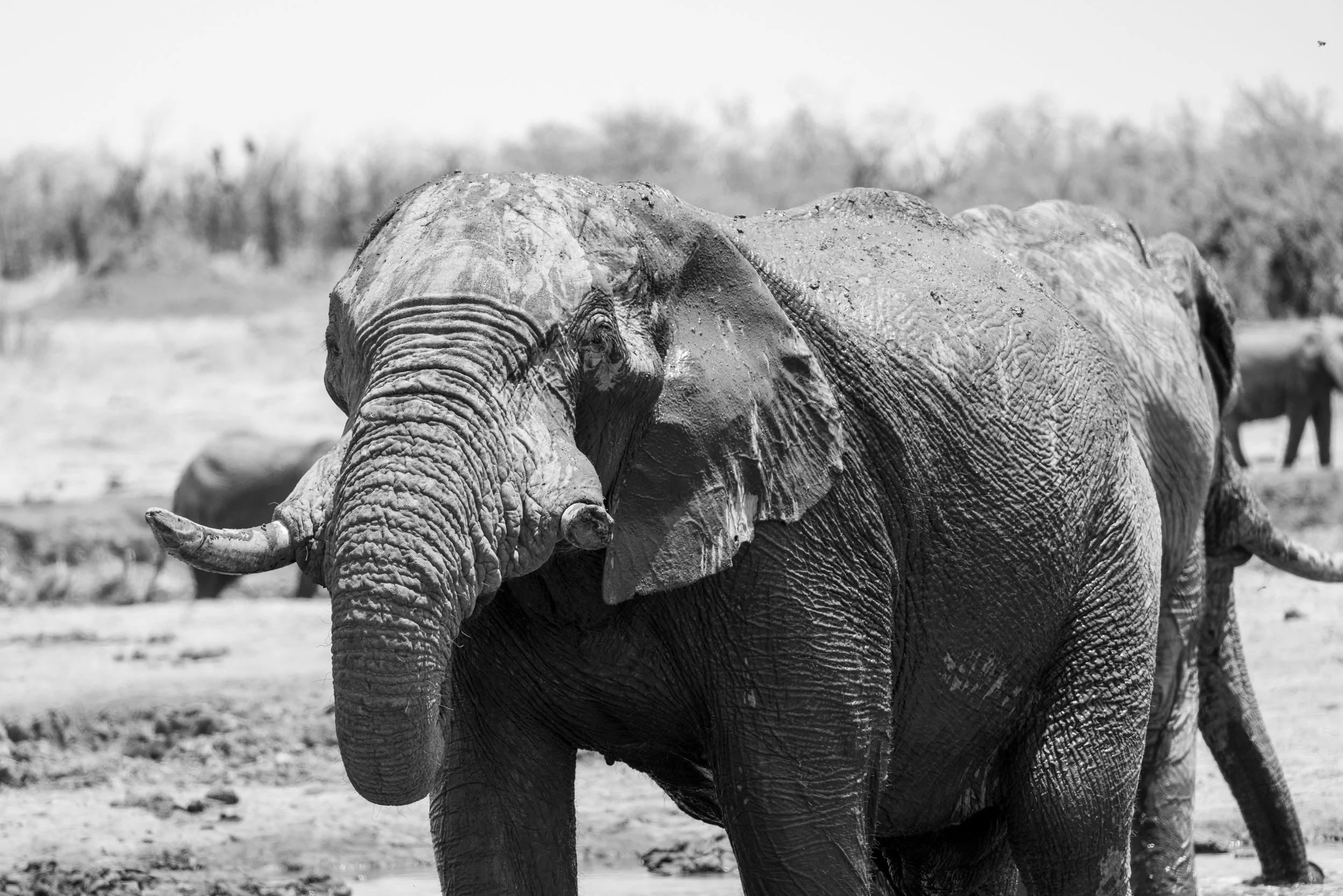 An elephant standing in a waterhole with muddy skin, facing the camera, with trees in the background.