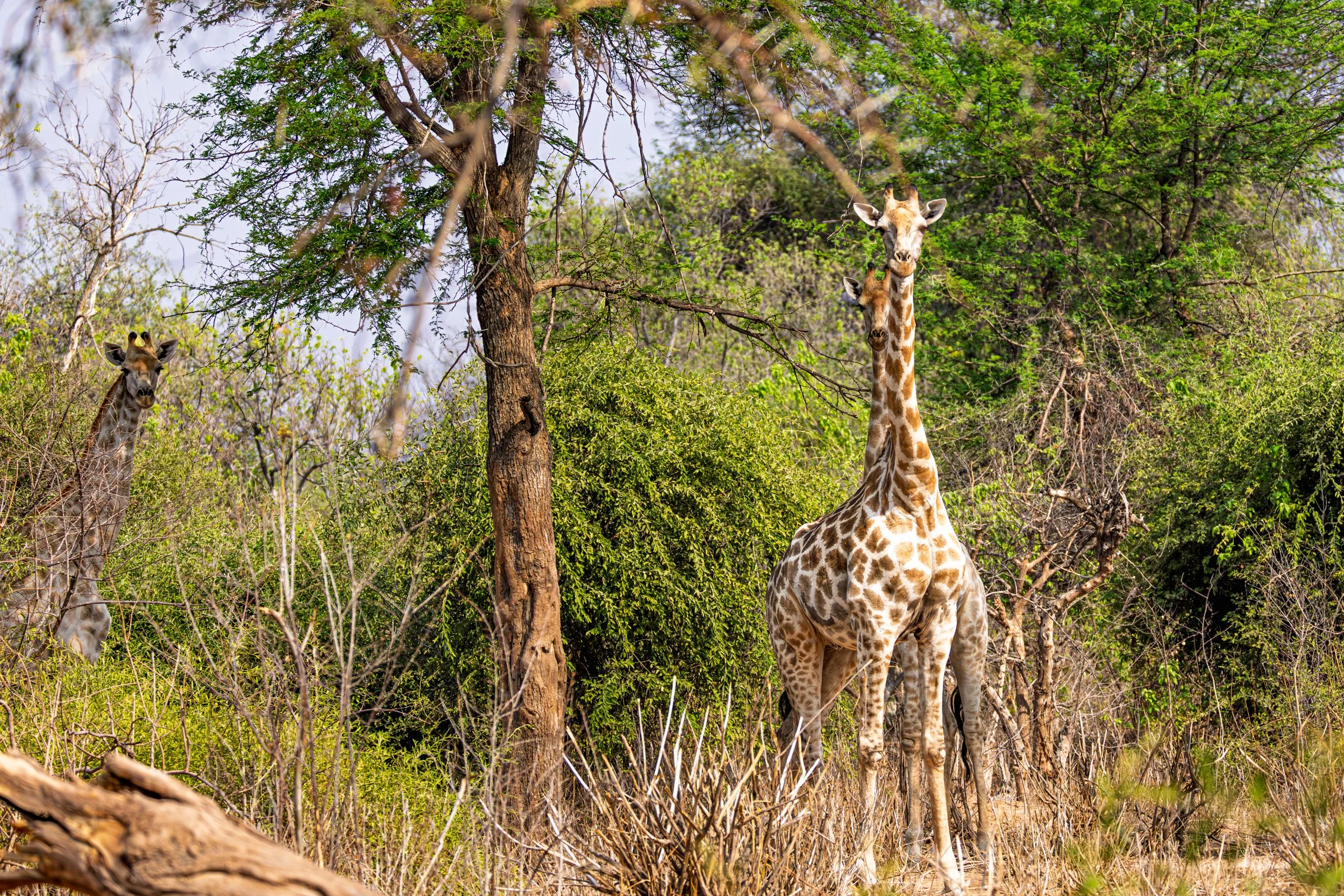 Two giraffes standing among trees and bushes in a natural habitat. One giraffe is near a tree, and the other is in the open, with lush green foliage and dry grass in the background.