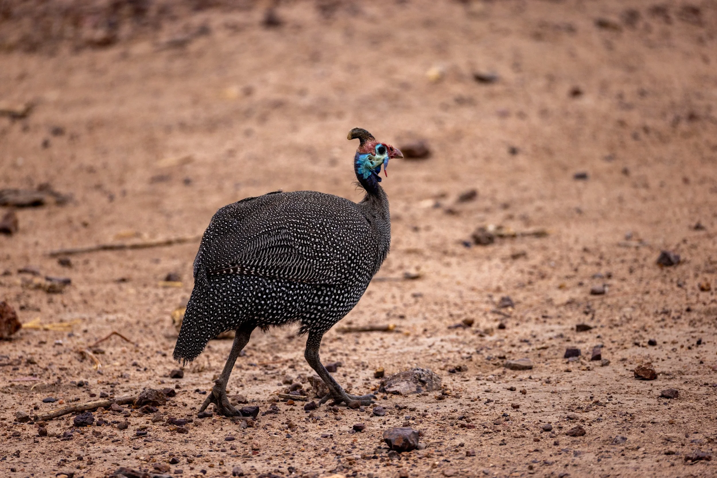 A guinea fowl walking on a dirt ground with small rocks, showing its black and white speckled feathers and colorful head with blue and red facial features.