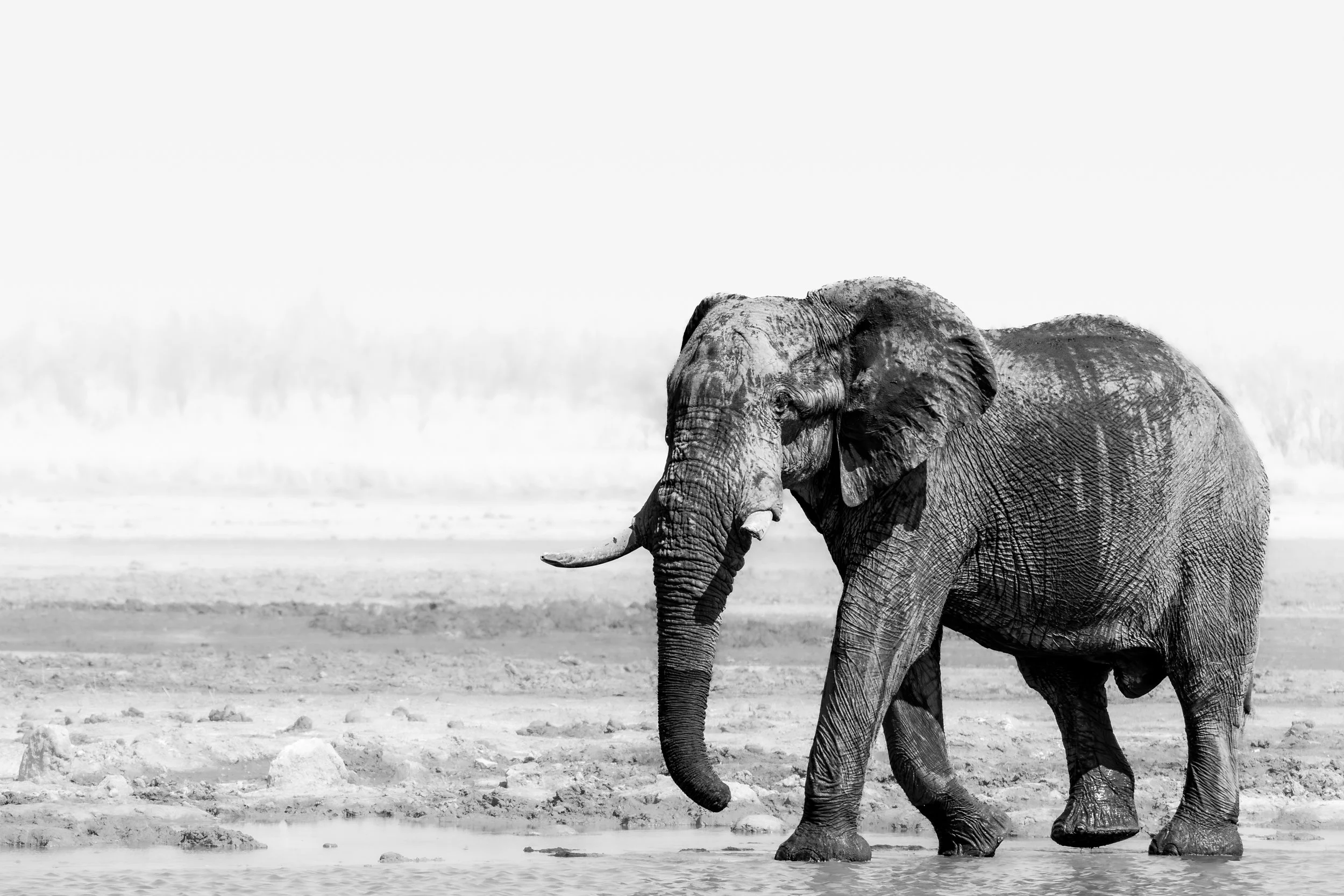 A black and white photograph of an adult elephant standing by a waterhole in a dry landscape.
