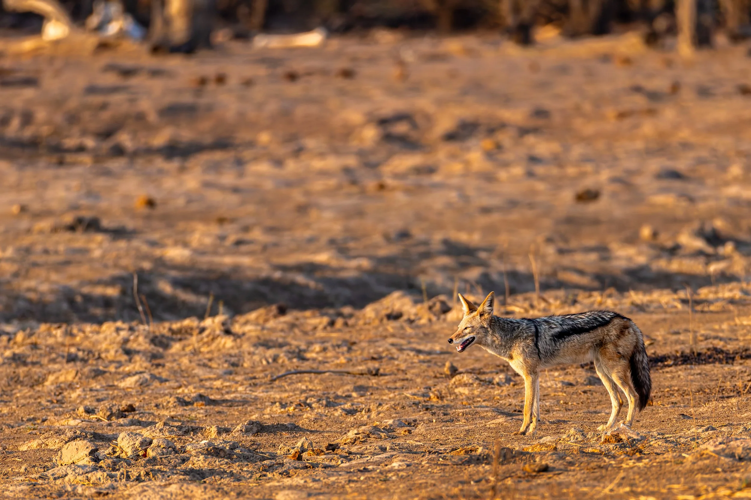 A wolf standing on a sandy, arid terrain with sparse vegetation, illuminated by warm sunlight.
