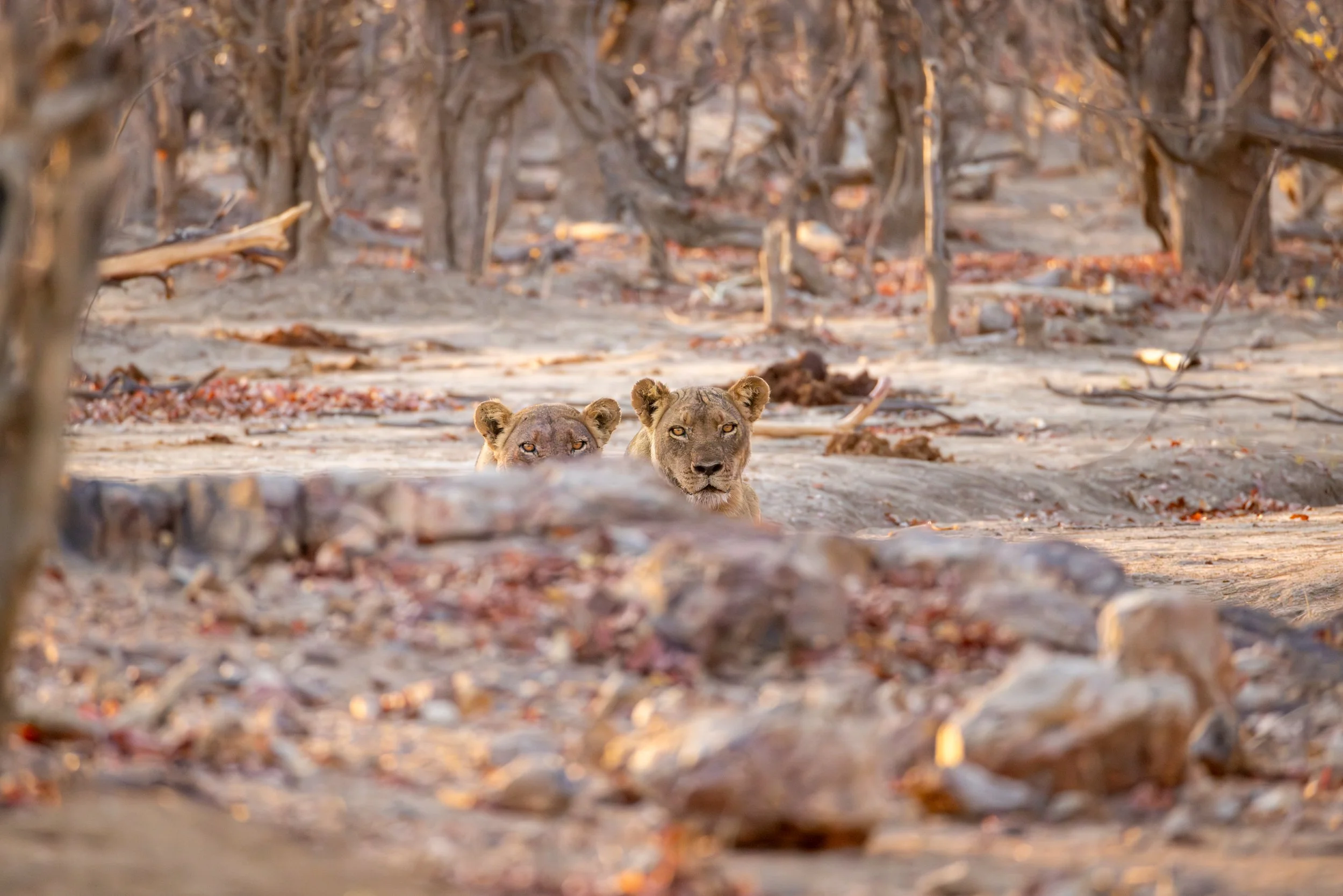 Two lions stalk through a dry, rocky savannah with leafless trees in the background.