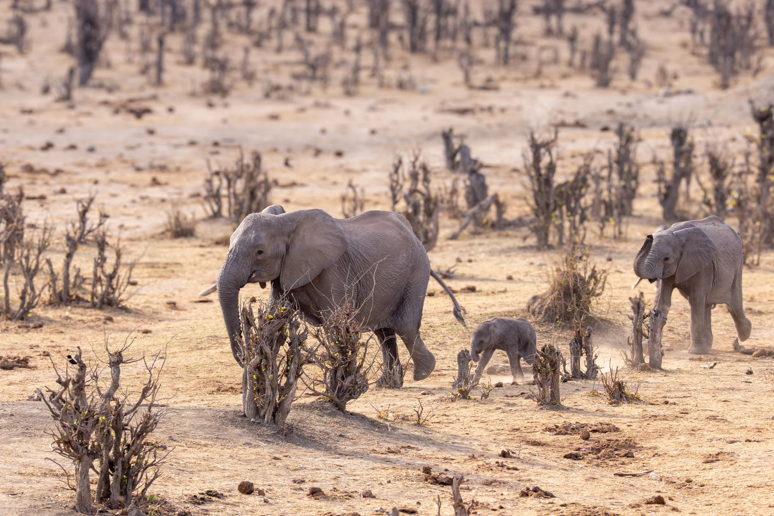 Three elephants walking through a dry, sparse landscape with small, twisted bushes and a hazy background.