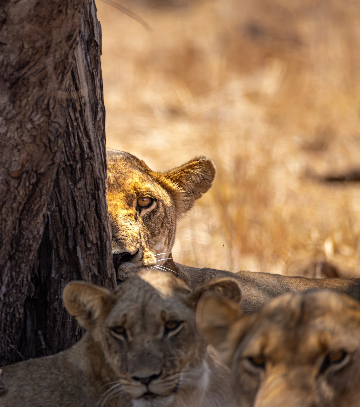 A lioness peeking from behind a tree, with two lionesses in the foreground.