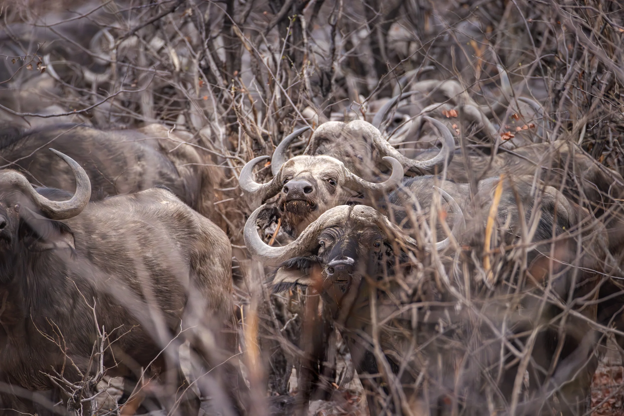 A herd of buffaloes with draft horns standing among dry bushes and branches in a natural setting.