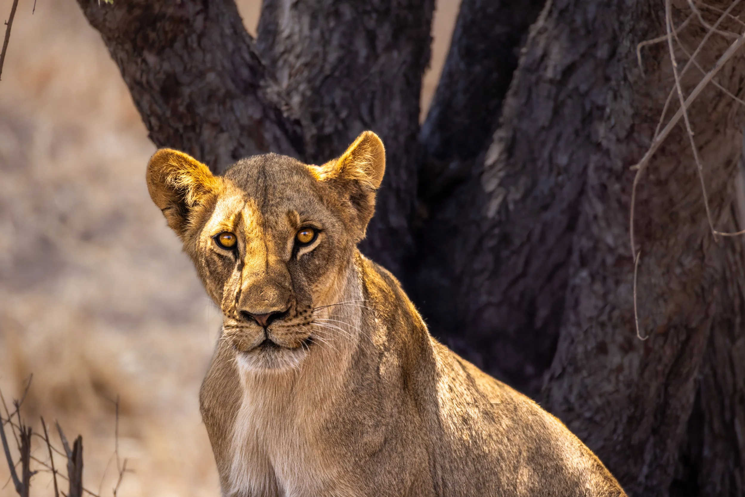 A lioness in front of a tree, looking directly at the camera.