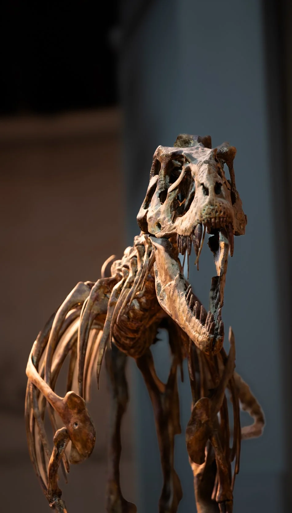 Fossilized skeleton of a dinosaur, possibly a Tyrannosaurus rex, on display in a museum.