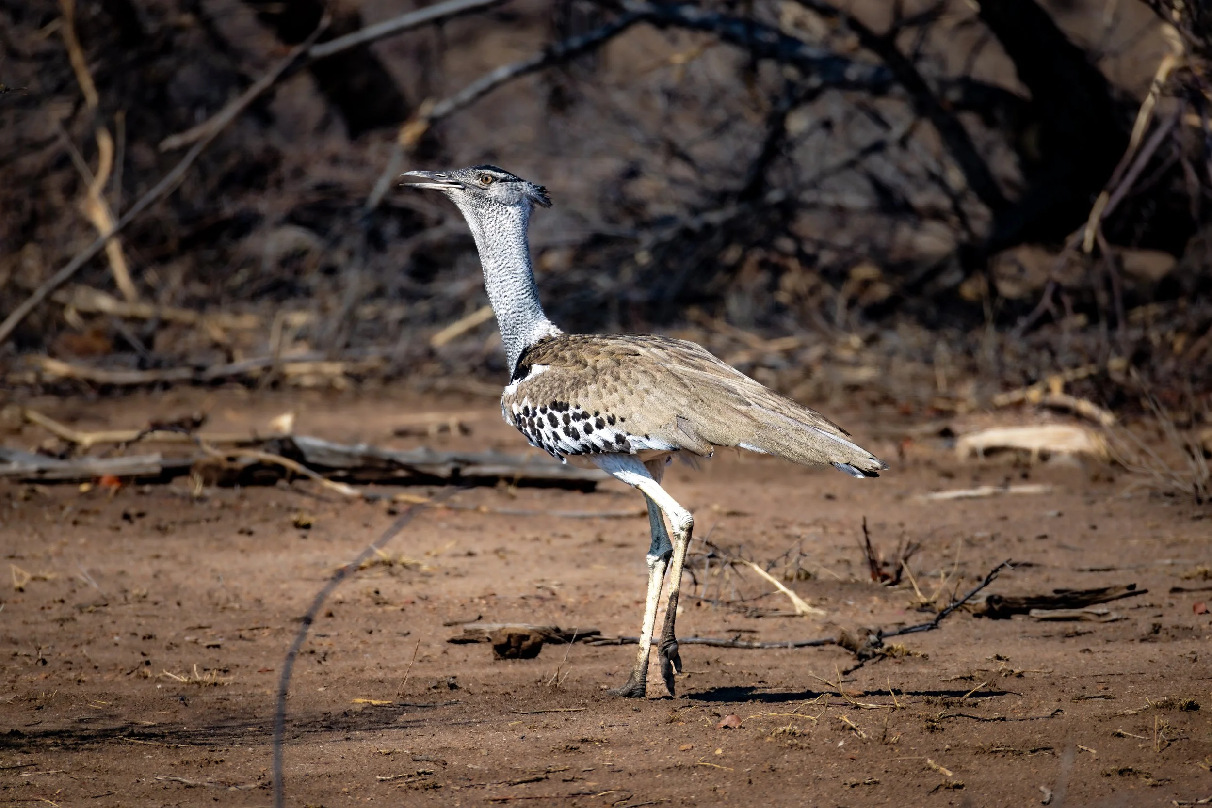 A bird standing on the ground with a long neck and beak, tan and black patterned feathers, in a dry, barren landscape with sparse branches and twigs.