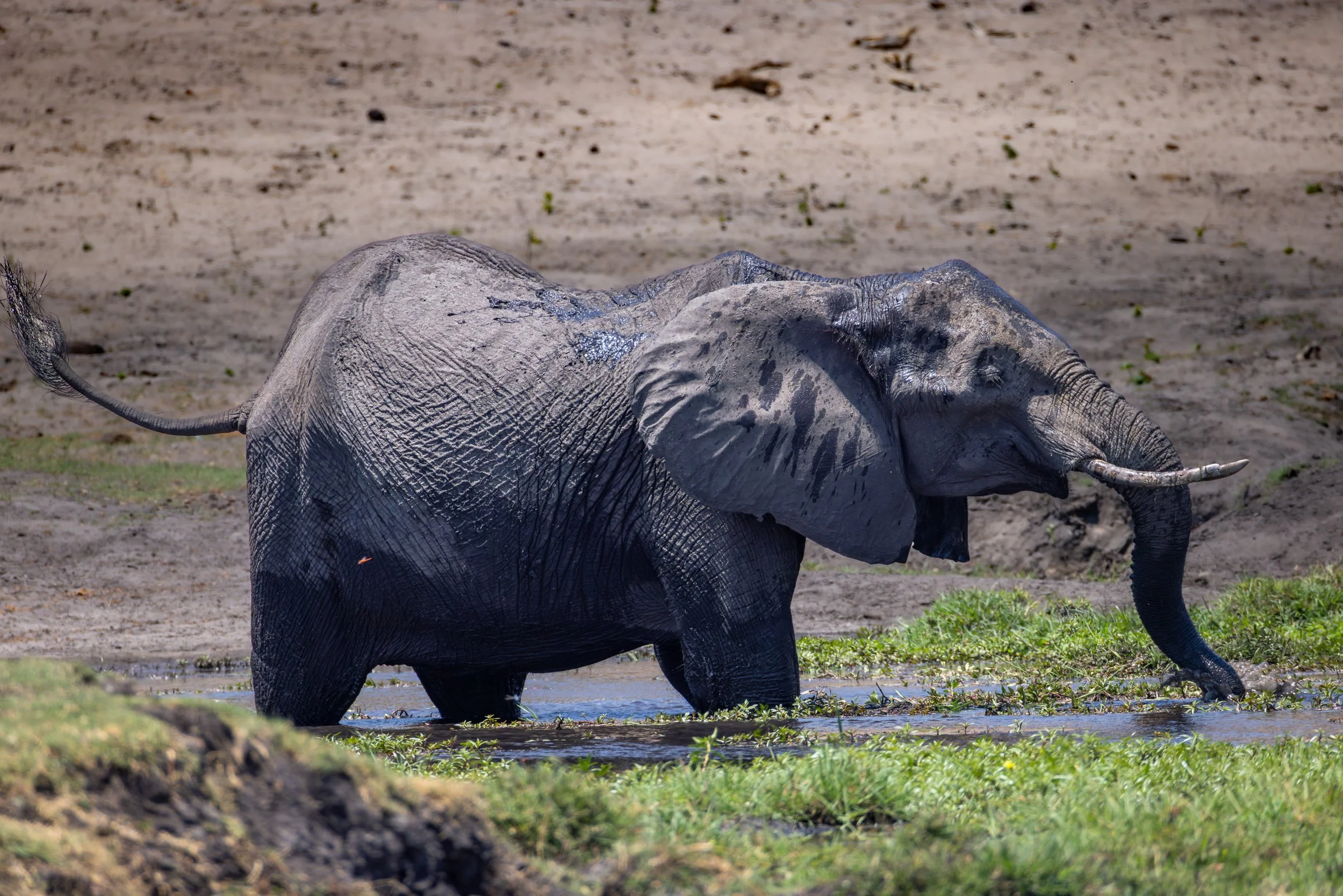 Young elephant standing in a waterhole, with muddy background and grass.