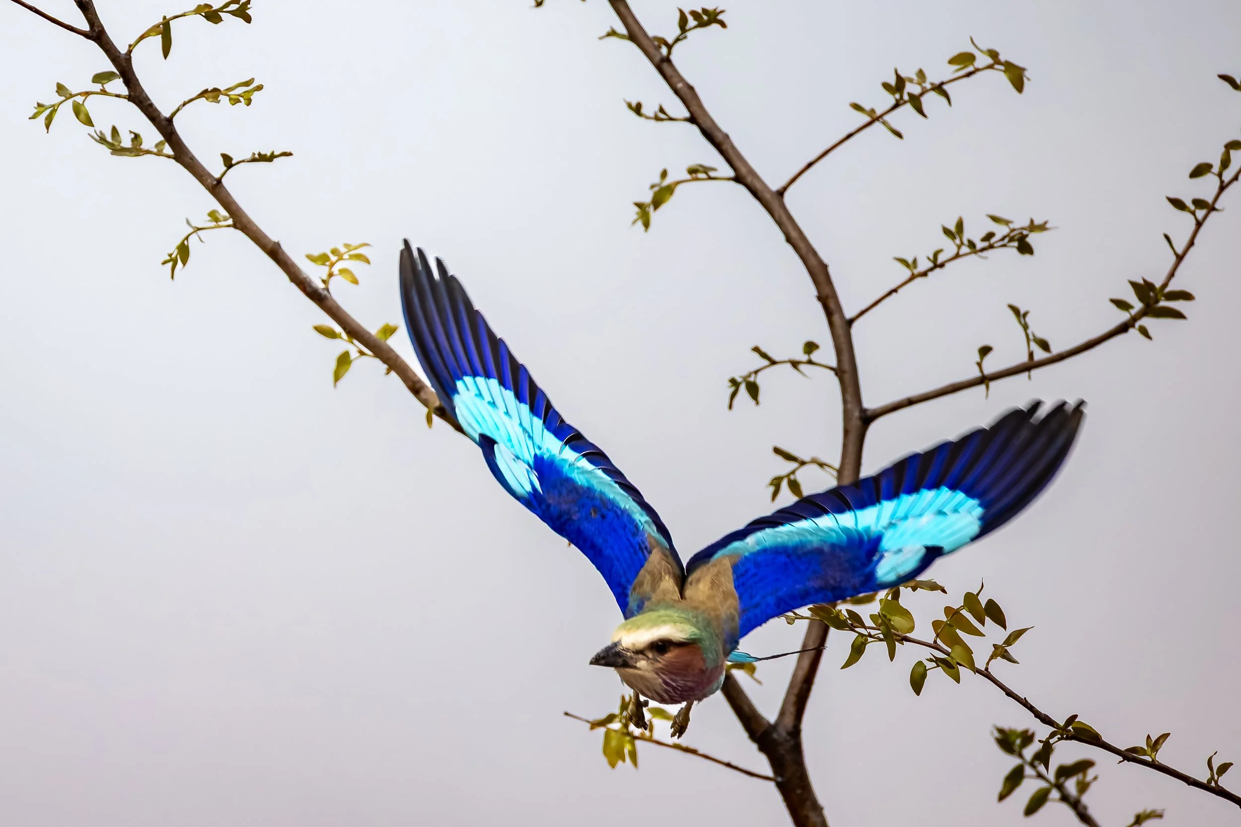 A vibrant bird with blue, green, and brown feathers extends its wings while perched on a leafless tree branch against a pale sky.