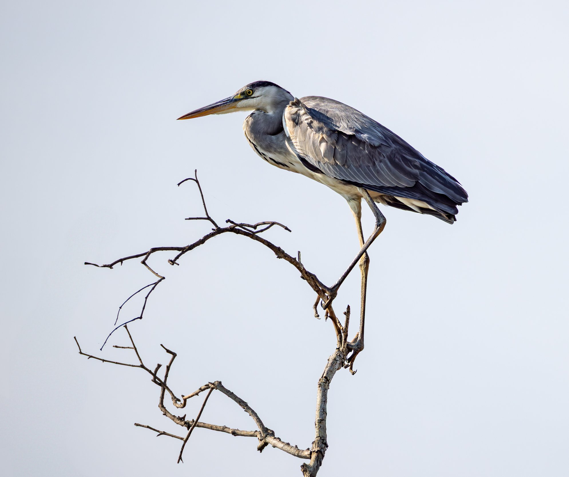 A heron perched on a bare, thin tree branch against a pale sky background.