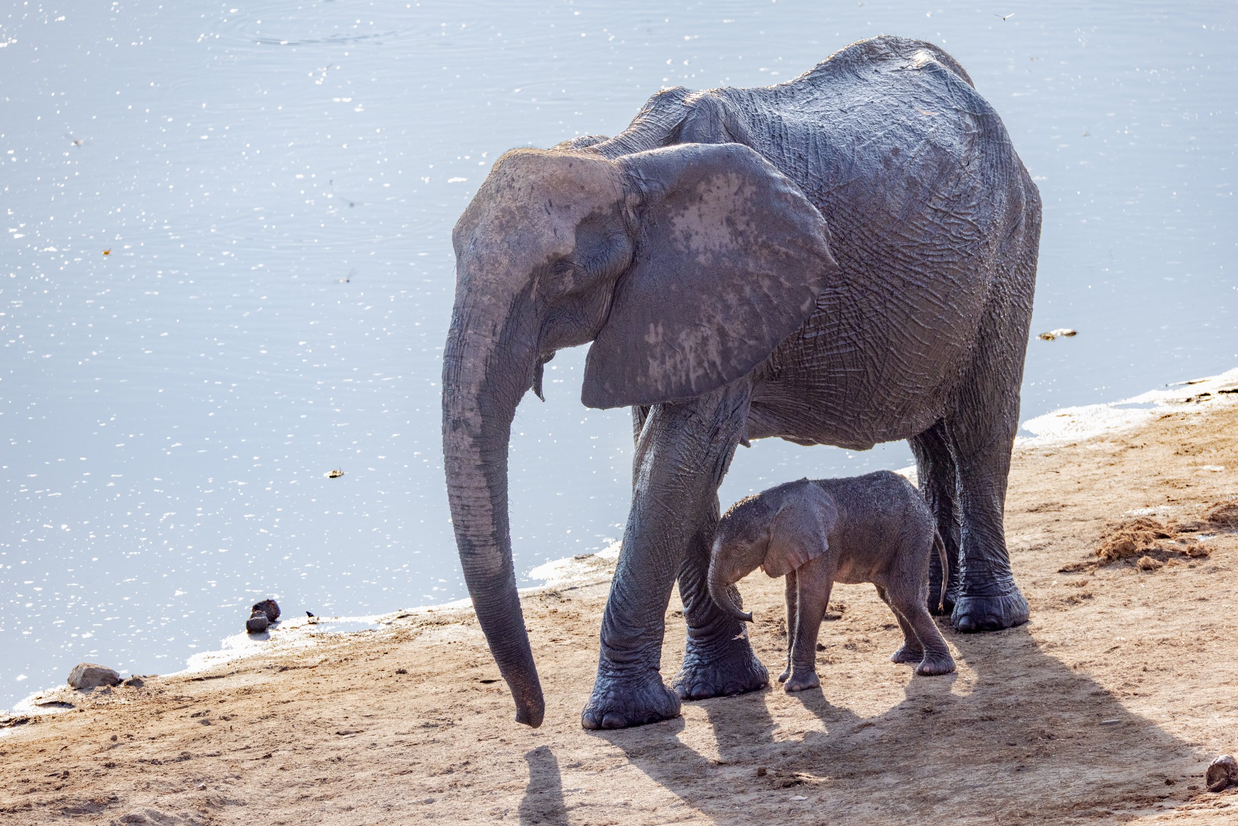 An adult elephant and a baby elephant standing near a body of water on sandy ground, with the adult elephant gently touching the baby with its trunk.