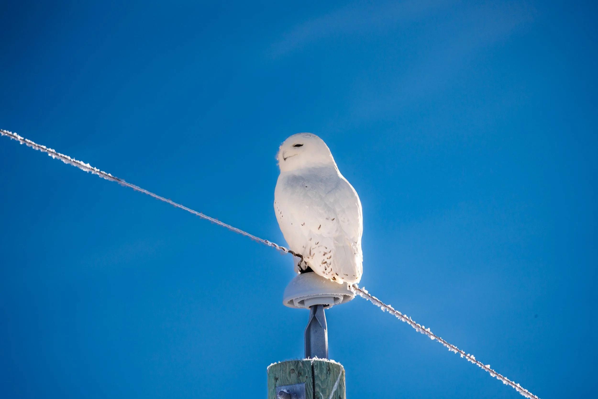 A white snowy owl perched on a utility pole against a clear blue sky.