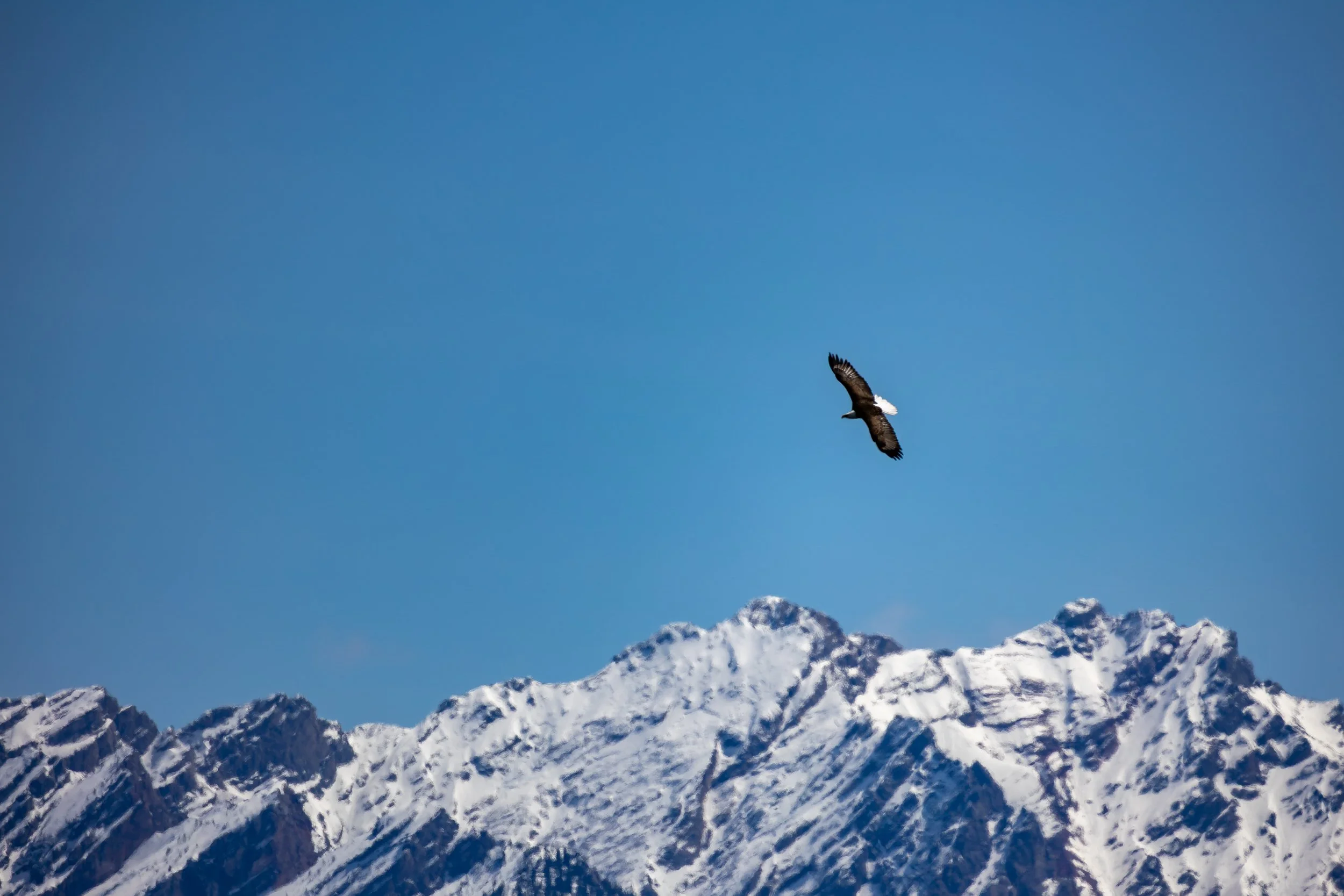 A bird of prey soaring above snow-capped mountains against a clear blue sky.