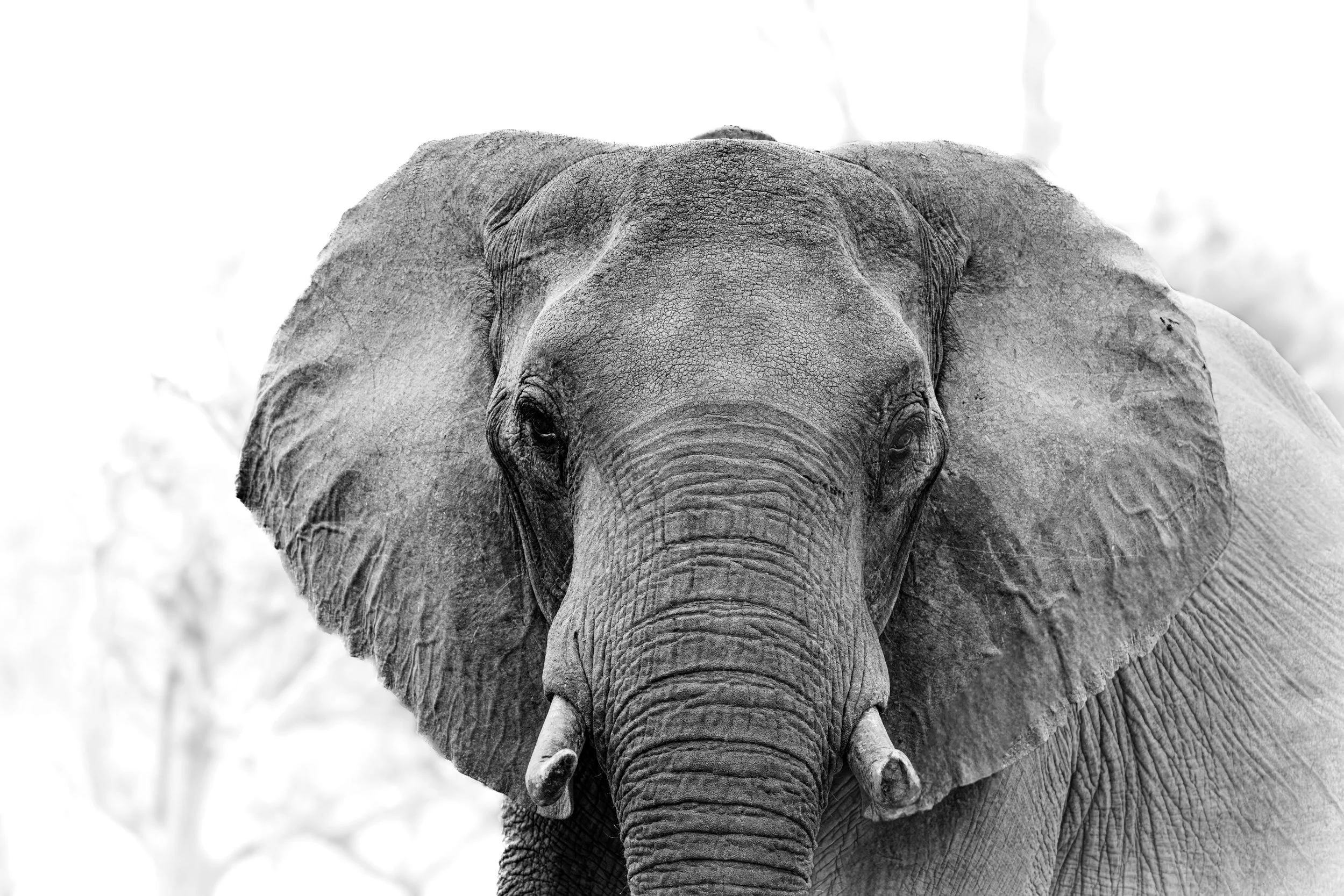 A black and white photograph of an elephant facing forward, showing its head and ears.