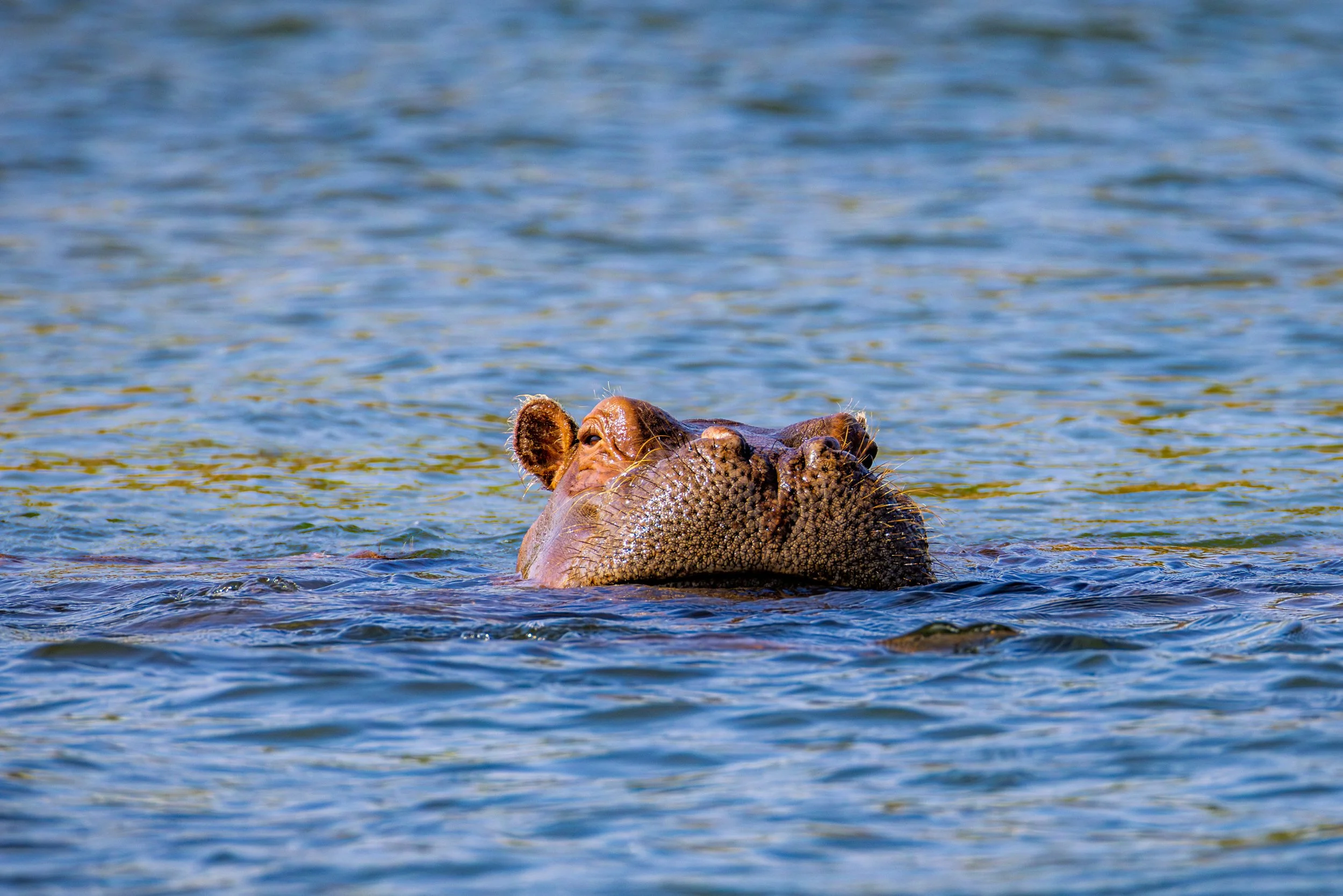 A hippopotamus partially submerged in water, with only its head visible above the surface.