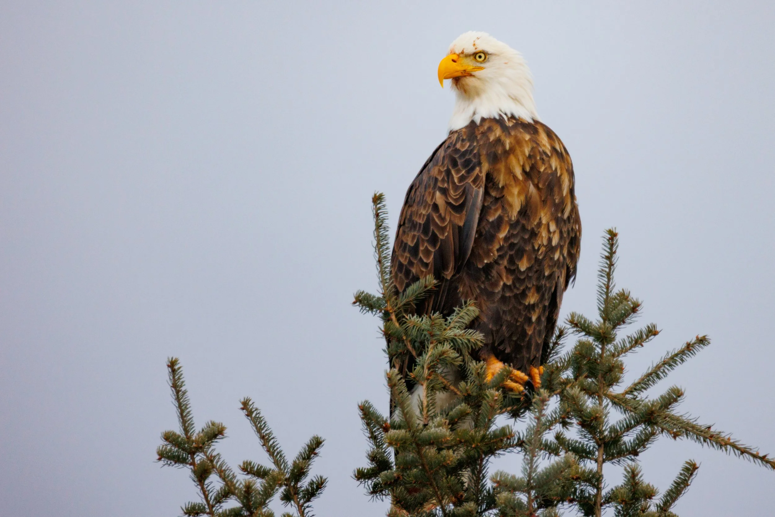 A bald eagle perched on top of a pine tree against a clear sky.