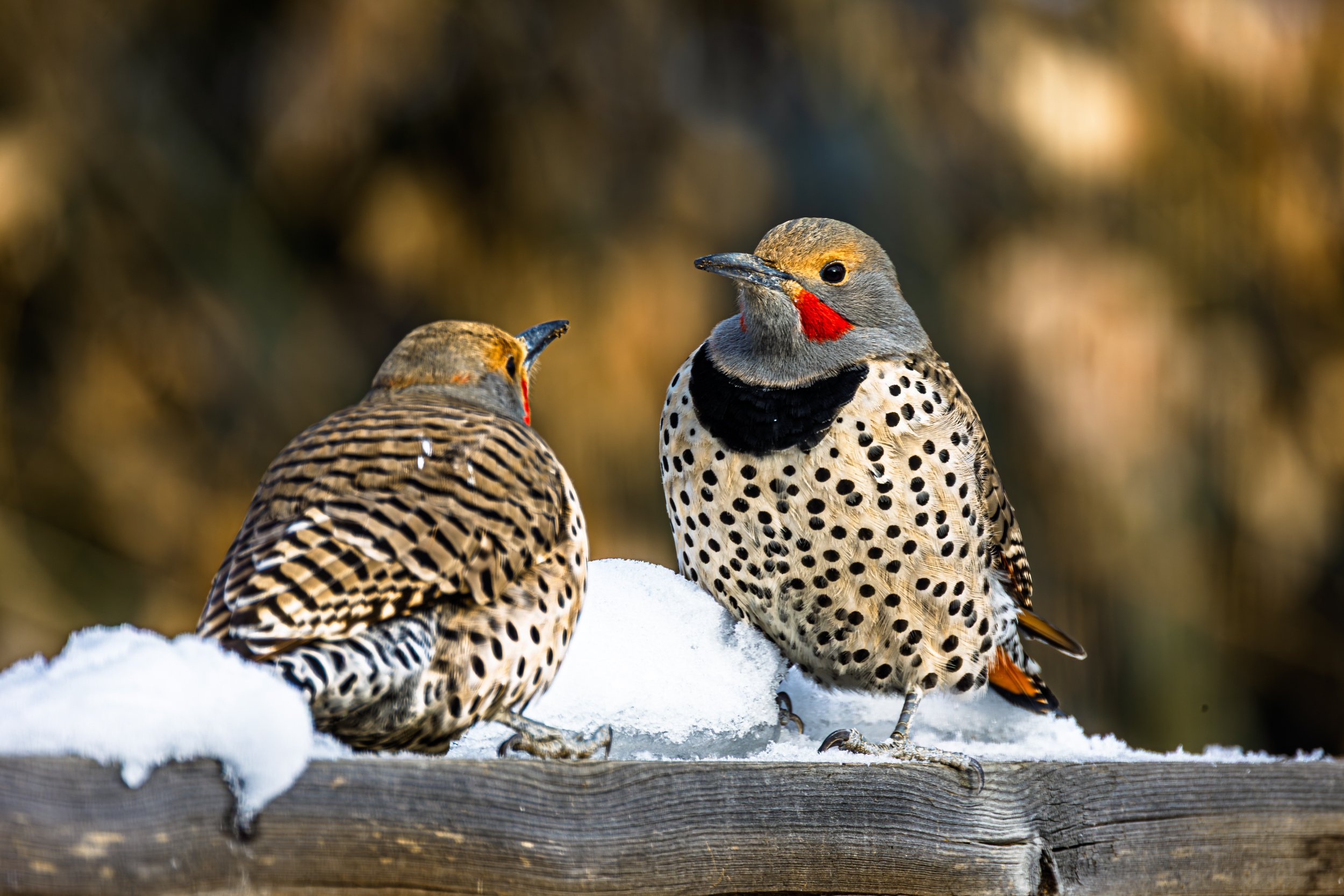 Two vibrant male Northern Flicker woodpeckers perched on a snow-covered wooden surface, with a blurred natural background.