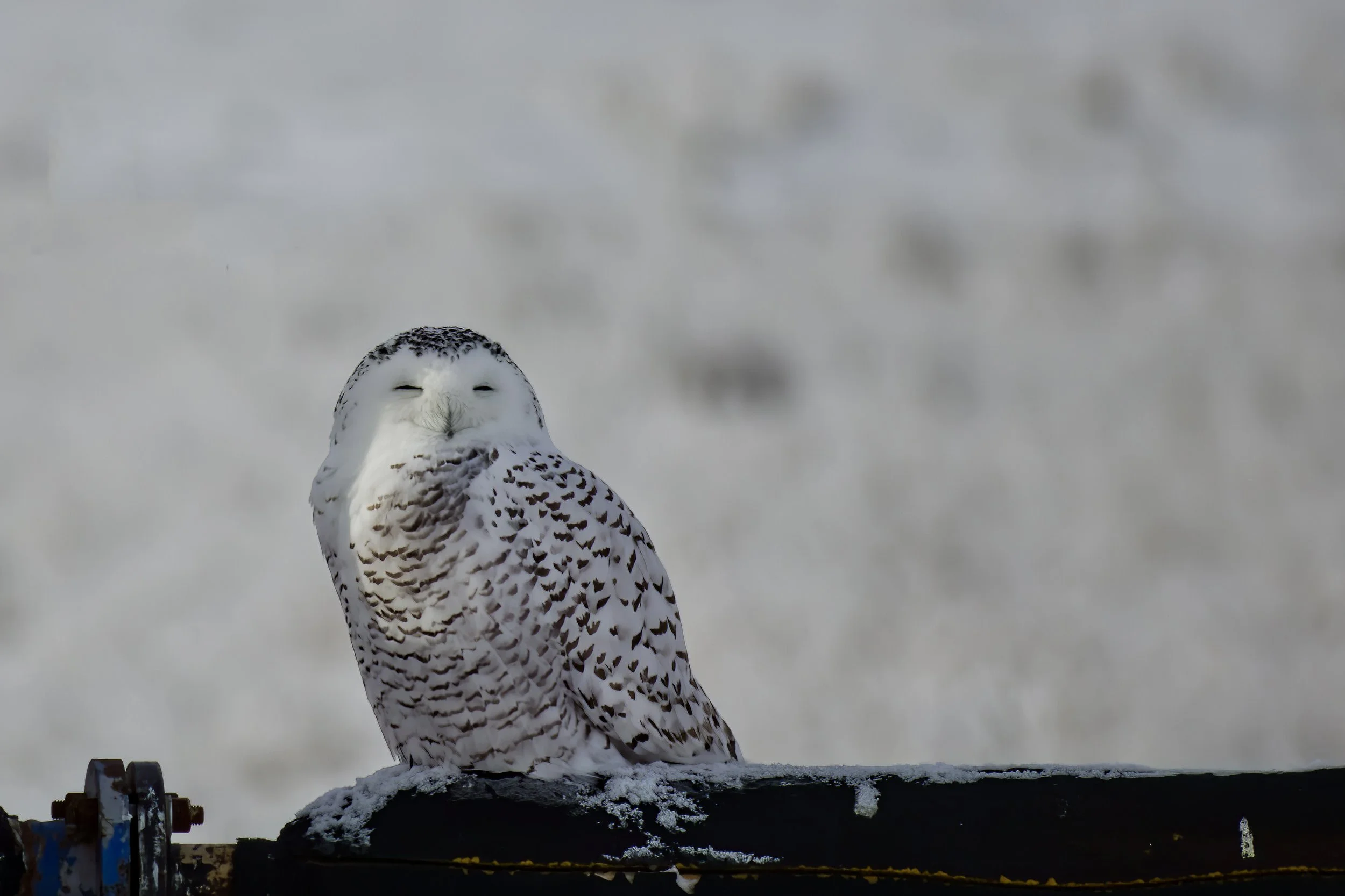 A snowy owl perched on a black metal railing with snow on it, against a blurred snowy background.