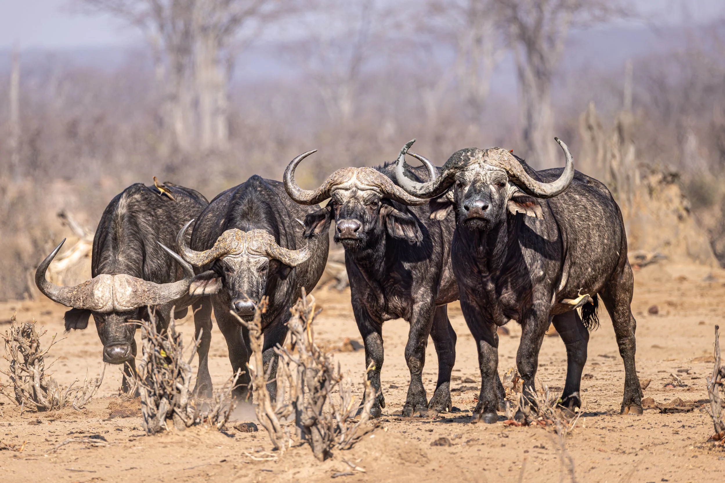 Group of four wildebeests standing on dry, sandy ground with sparse vegetation in the background.