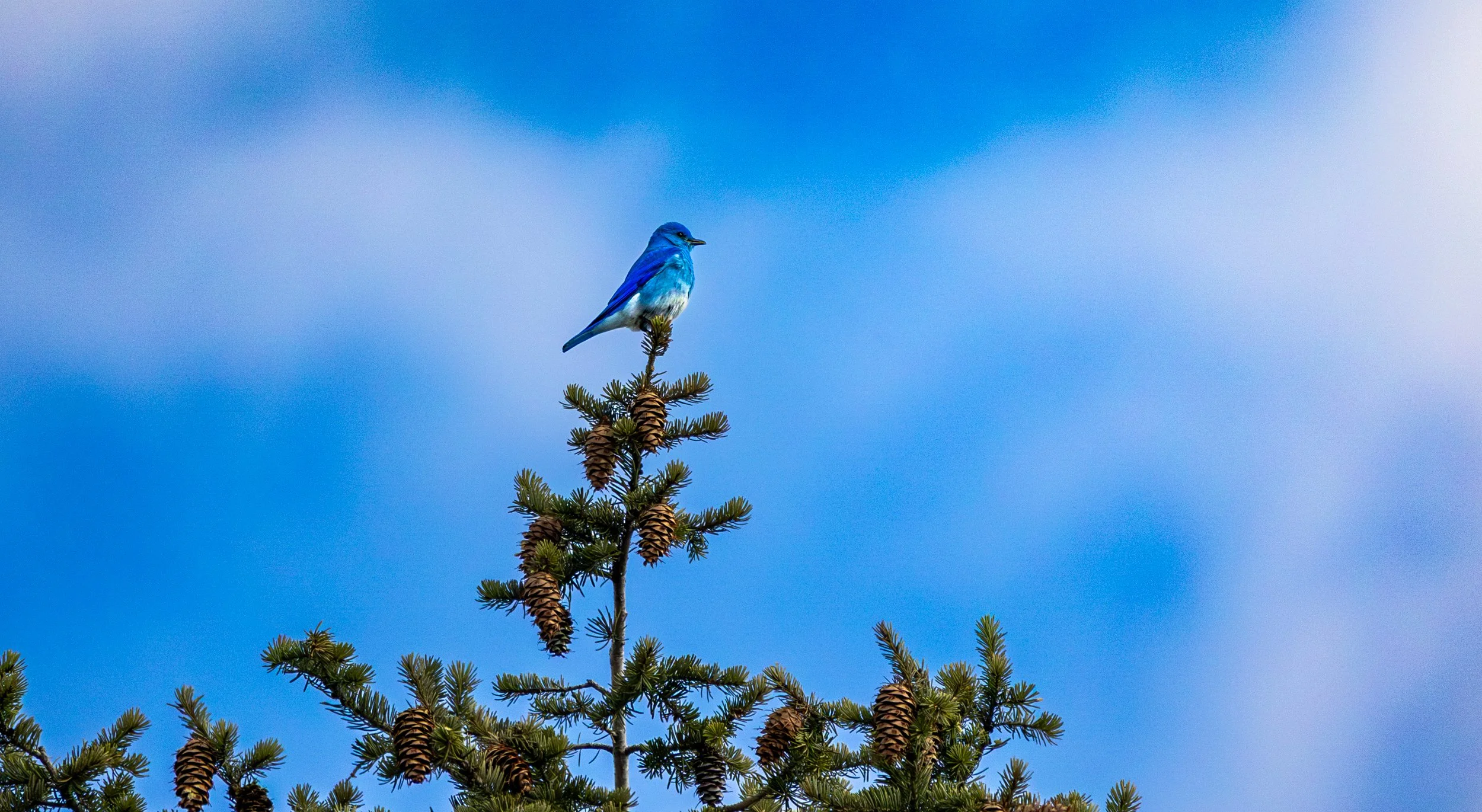 A bluebird perched on the top of a pine tree against a blue sky with some clouds.