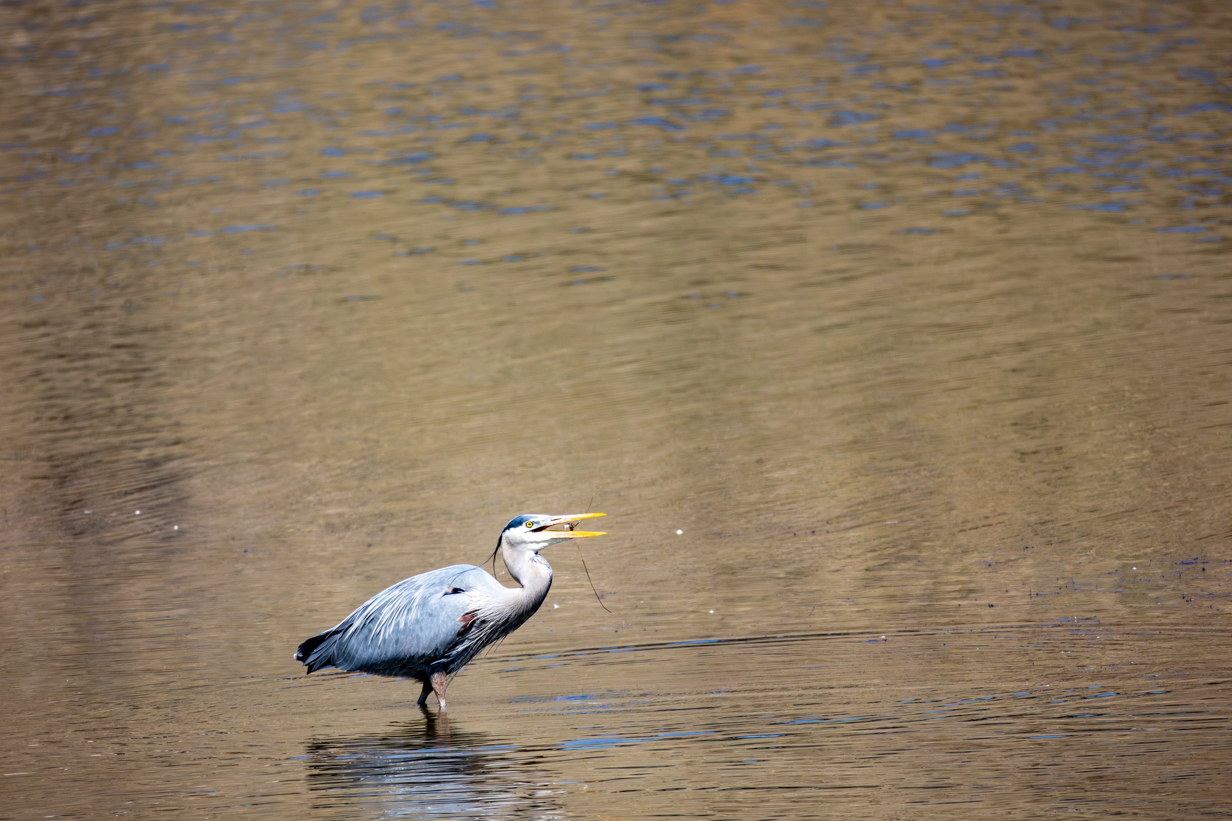 A heron standing in shallow water, catching fish with its beak.