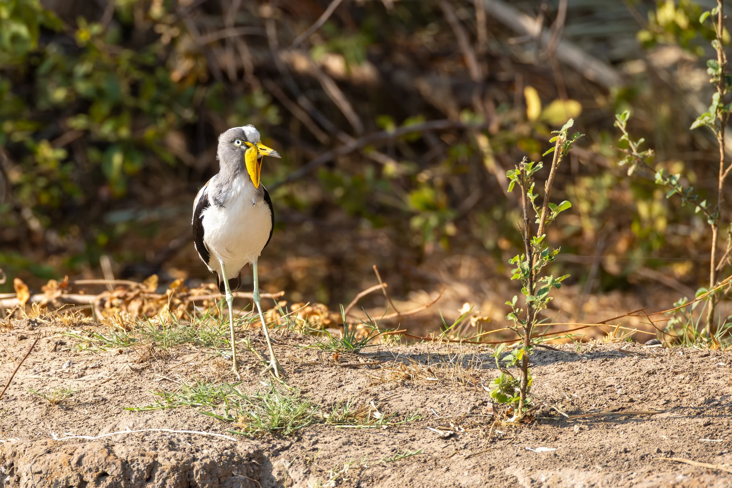 A hornbill bird standing on dry ground with open beak, facing left, with a small green plant nearby and a background of brown and green foliage.