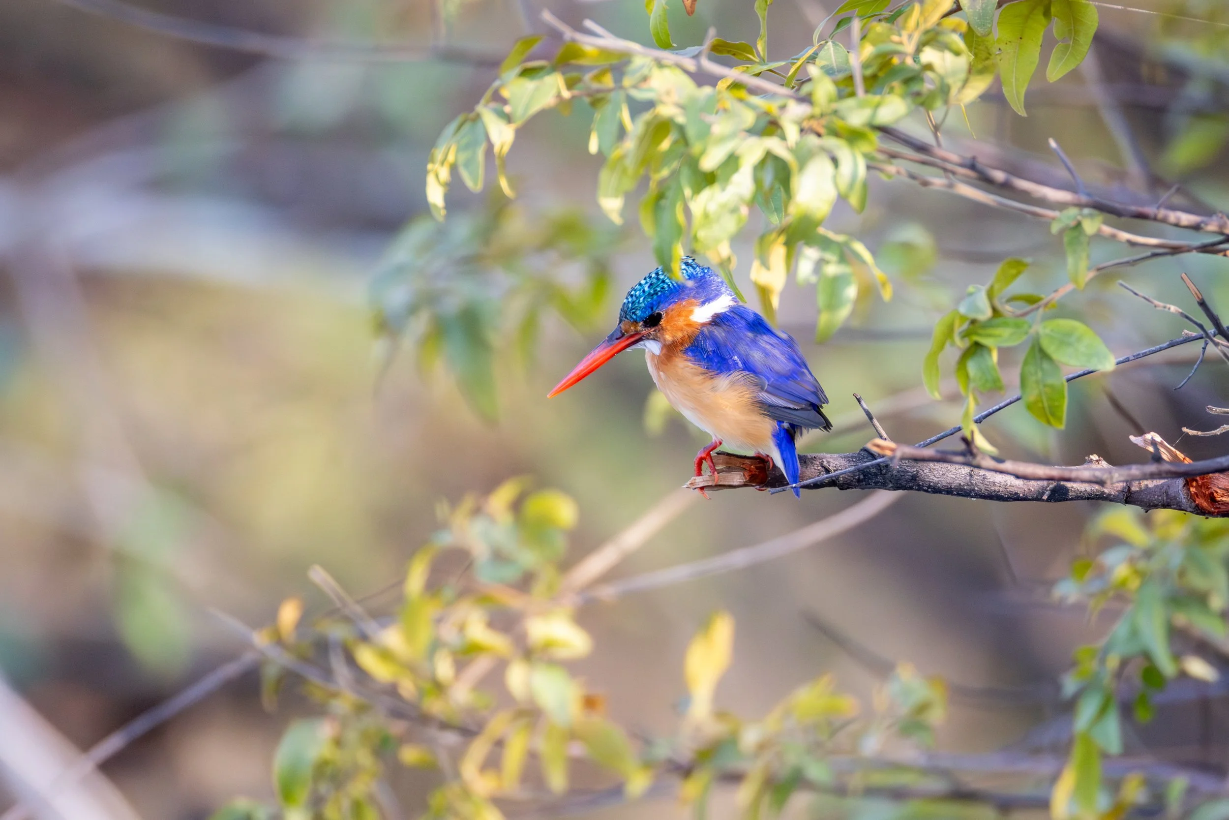 A colorful kingfisher bird perched on a branch among green leaves.