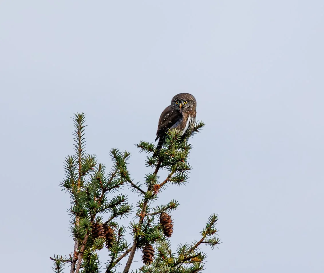 A small owl perched on the top branch of a pine tree against a pale sky.