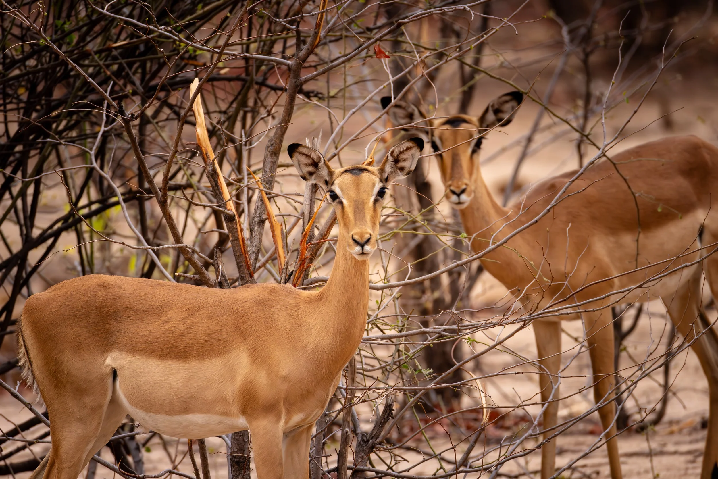 Three antelopes standing among leafless bushes in a dry, sandy environment.