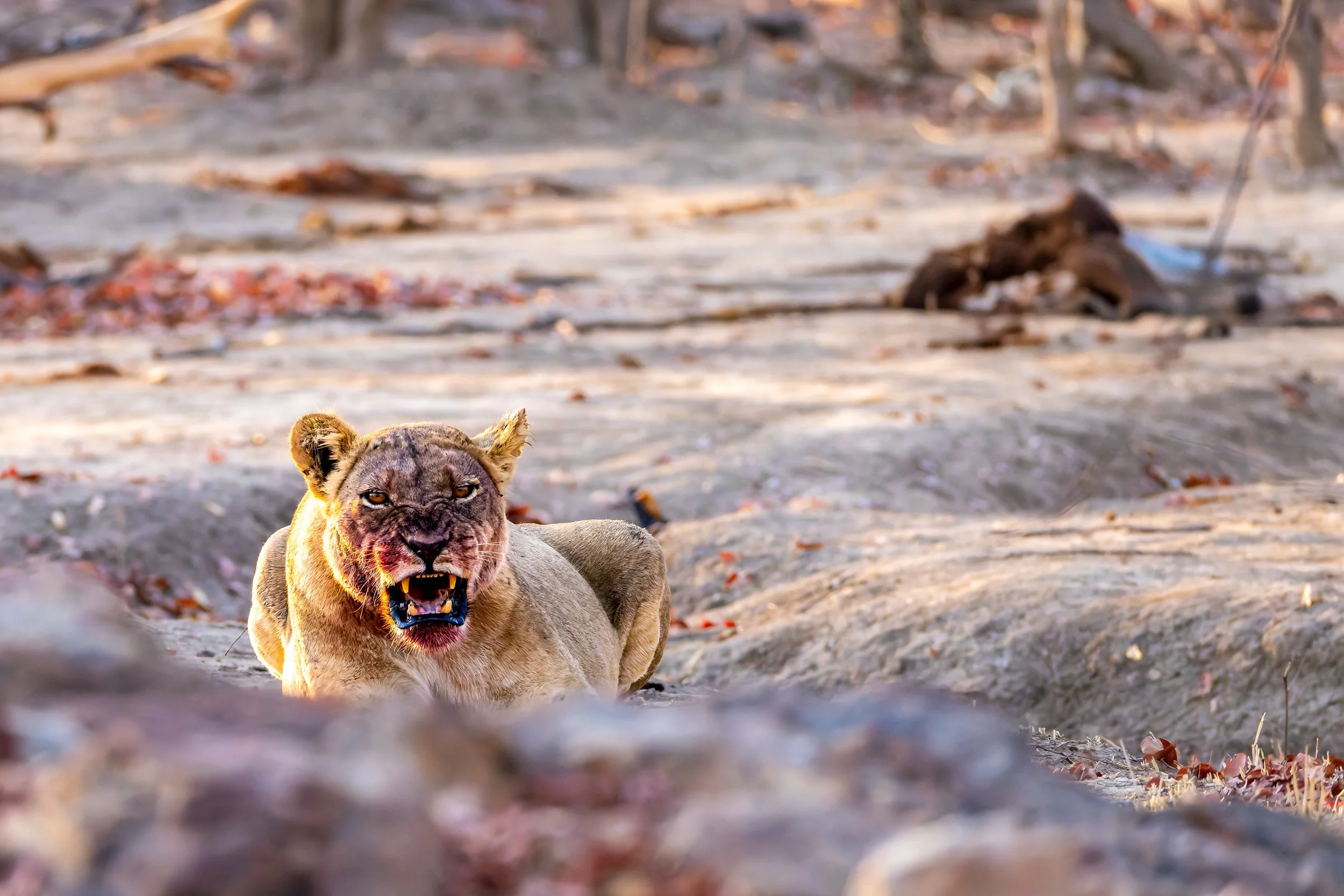 Lying lioness with bared teeth on a rocky, leaf-strewn terrain in a savannah-like environment.