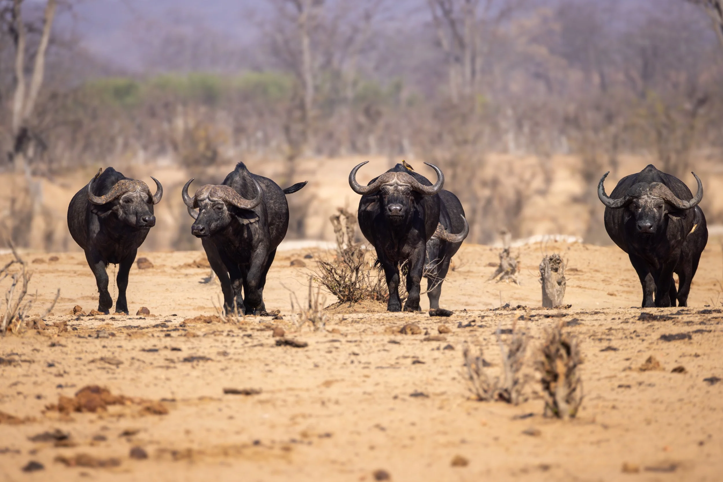 Four African buffalo walking in a dry, open landscape with sparse vegetation and a blurred background of trees and cliffs.