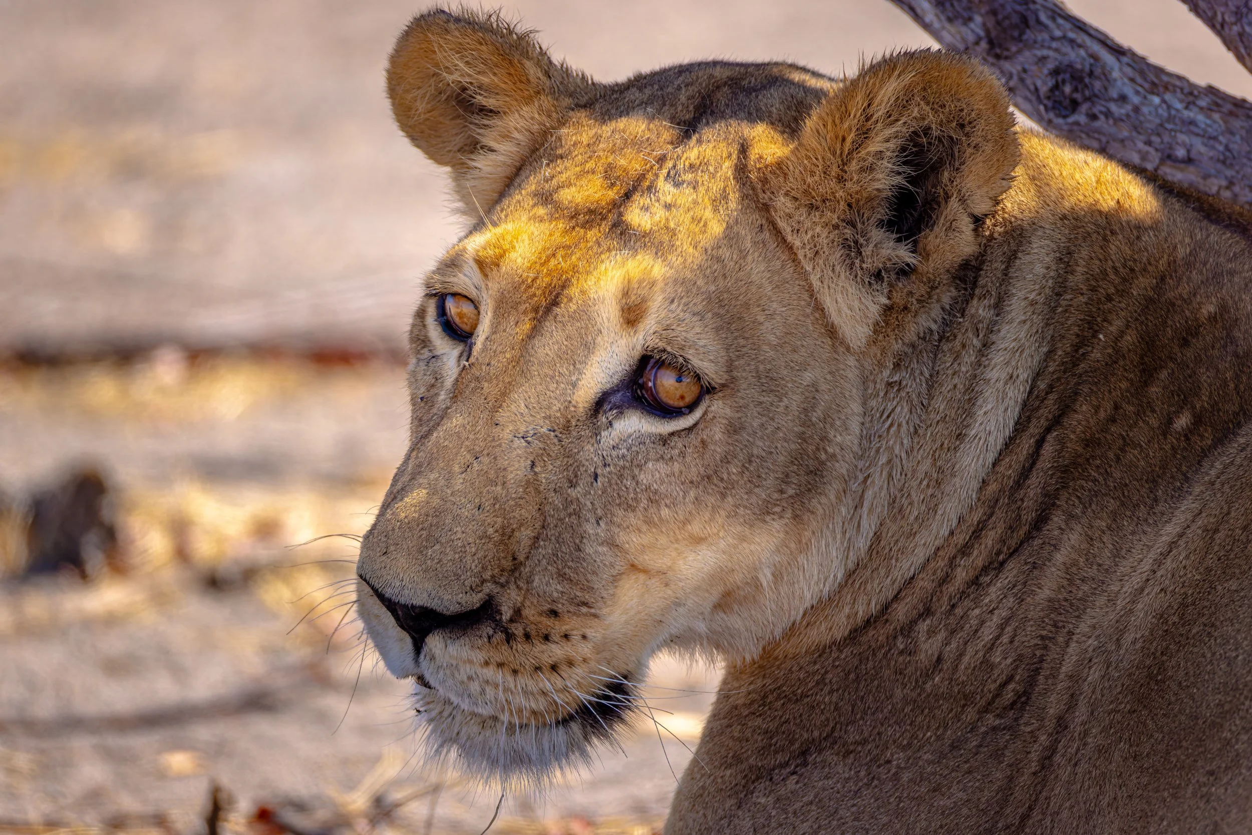 Close-up of a lioness resting on the ground with a blurred background, showing her face and part of her body.