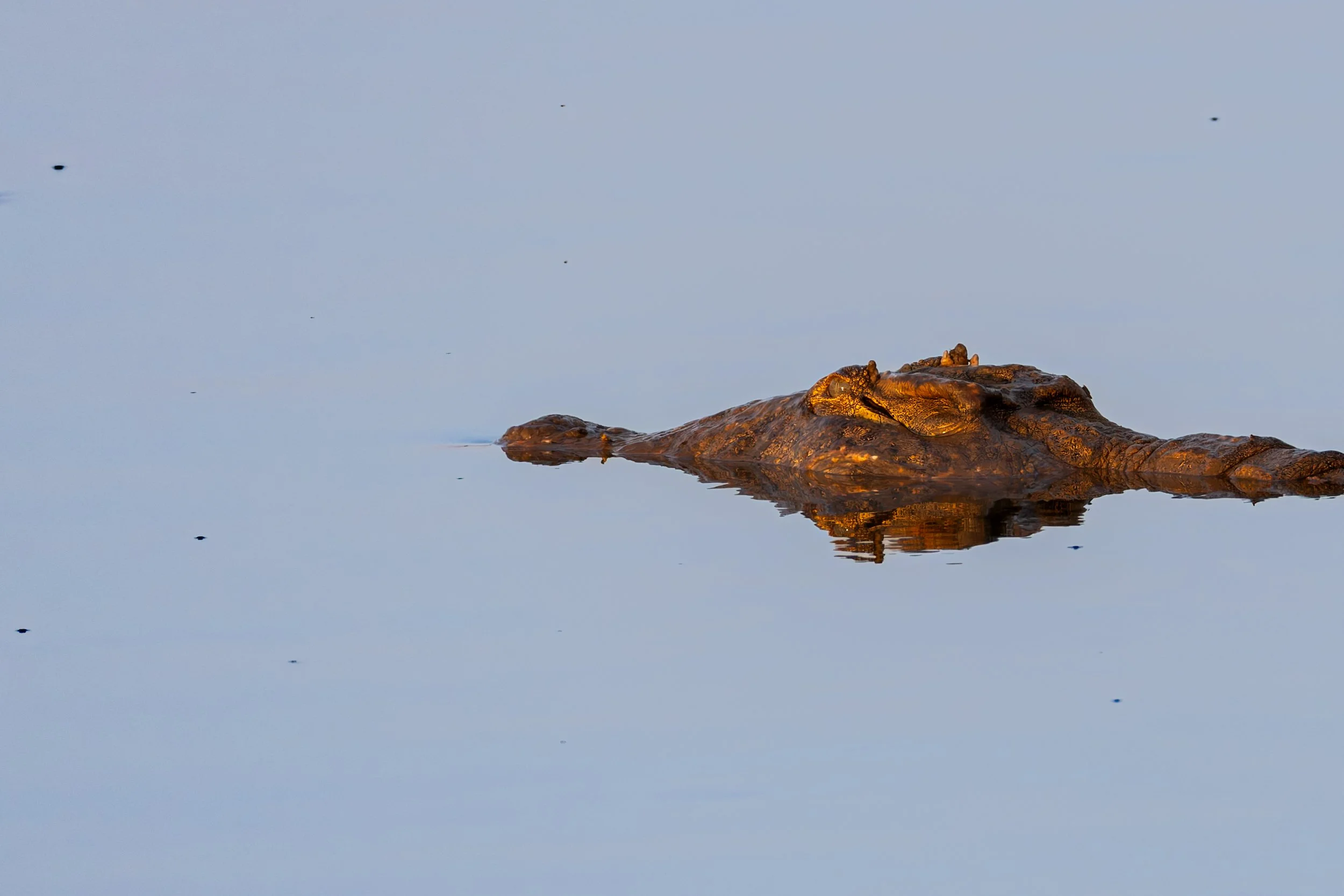 A crocodile partially submerged in water with only its head and part of its back visible, reflecting on the water surface.