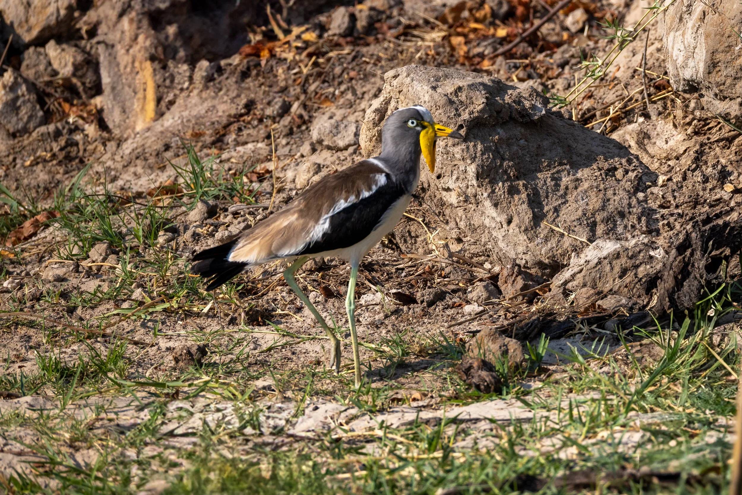 A bird with a yellow beak, gray head, brown and white body, and long green legs standing among rocks and grass.