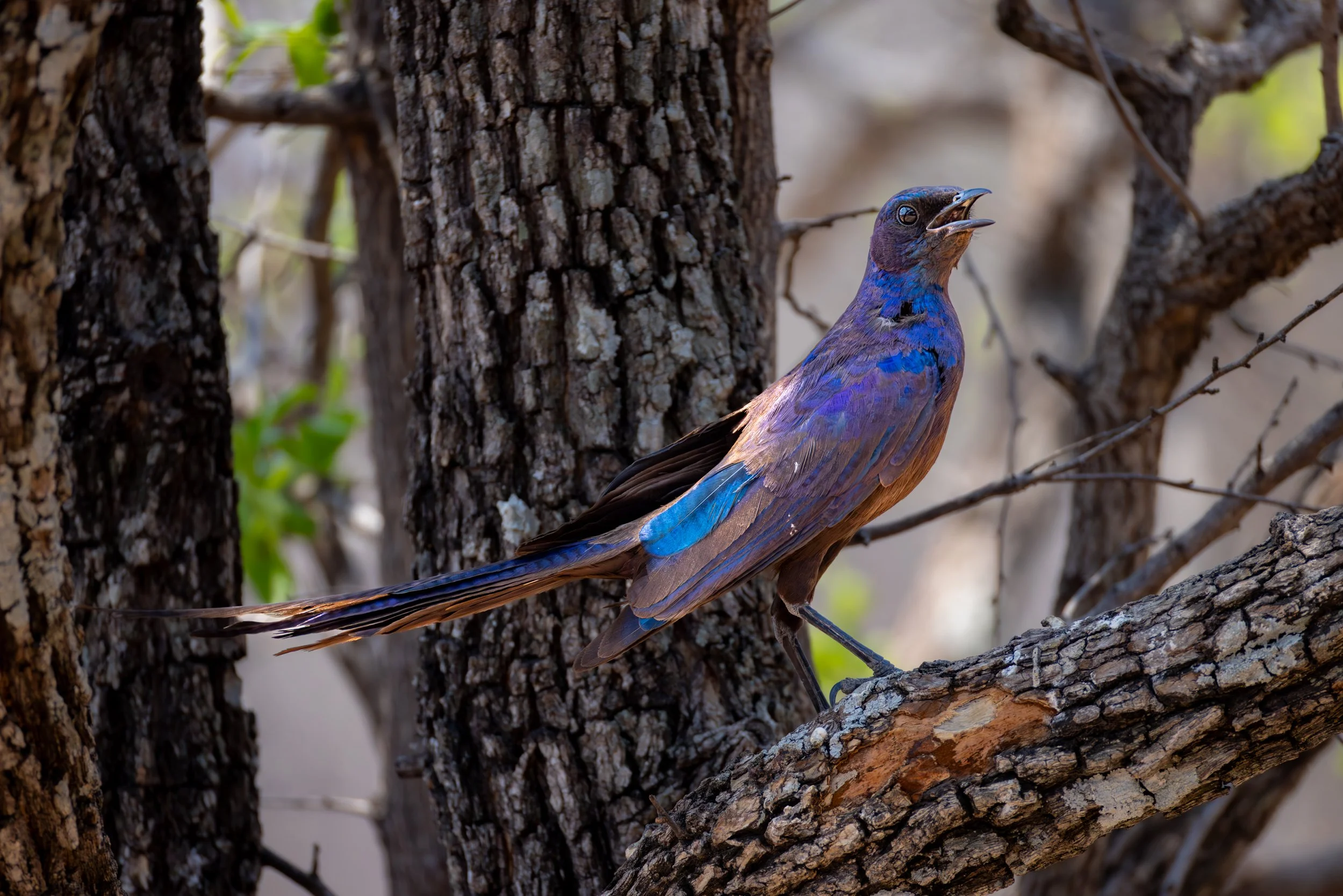 A colorful bird perched on a tree branch, singing or calling, with textured bark and branches in the background.