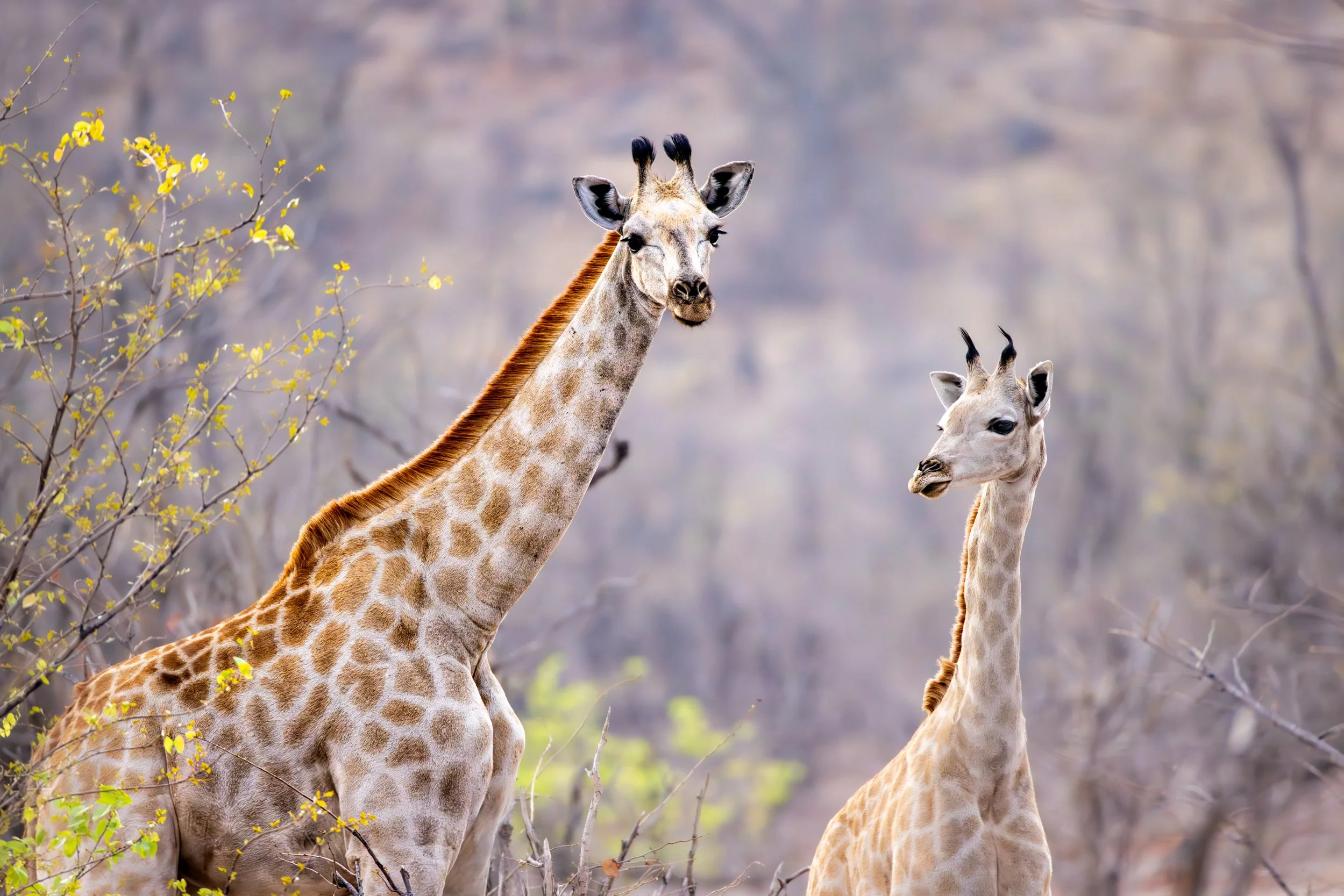 Two giraffes in a natural habitat with trees and bushes, one appears to be an adult and the other a juvenile.