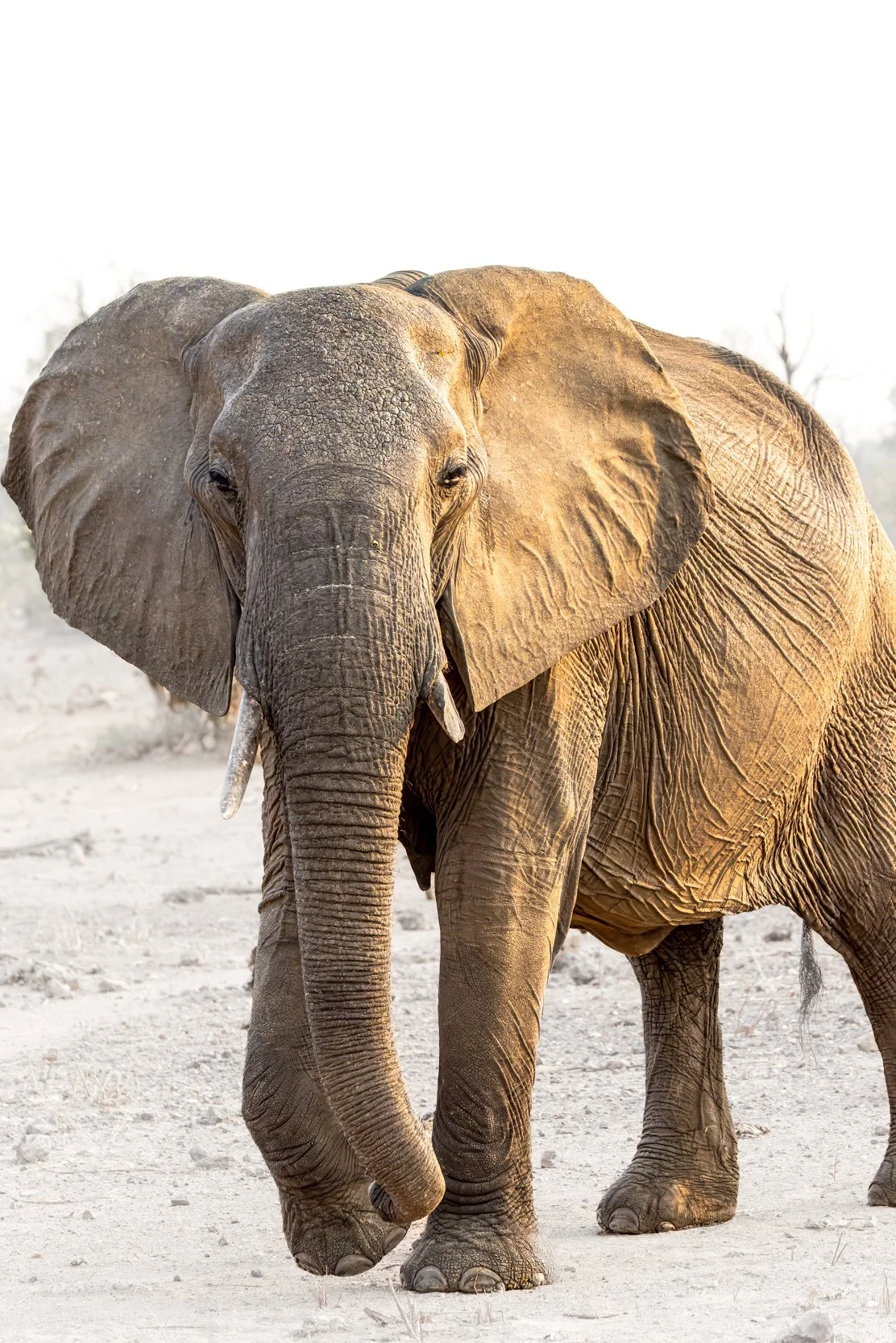 An adult elephant walking on dry, dusty ground in a natural habitat.