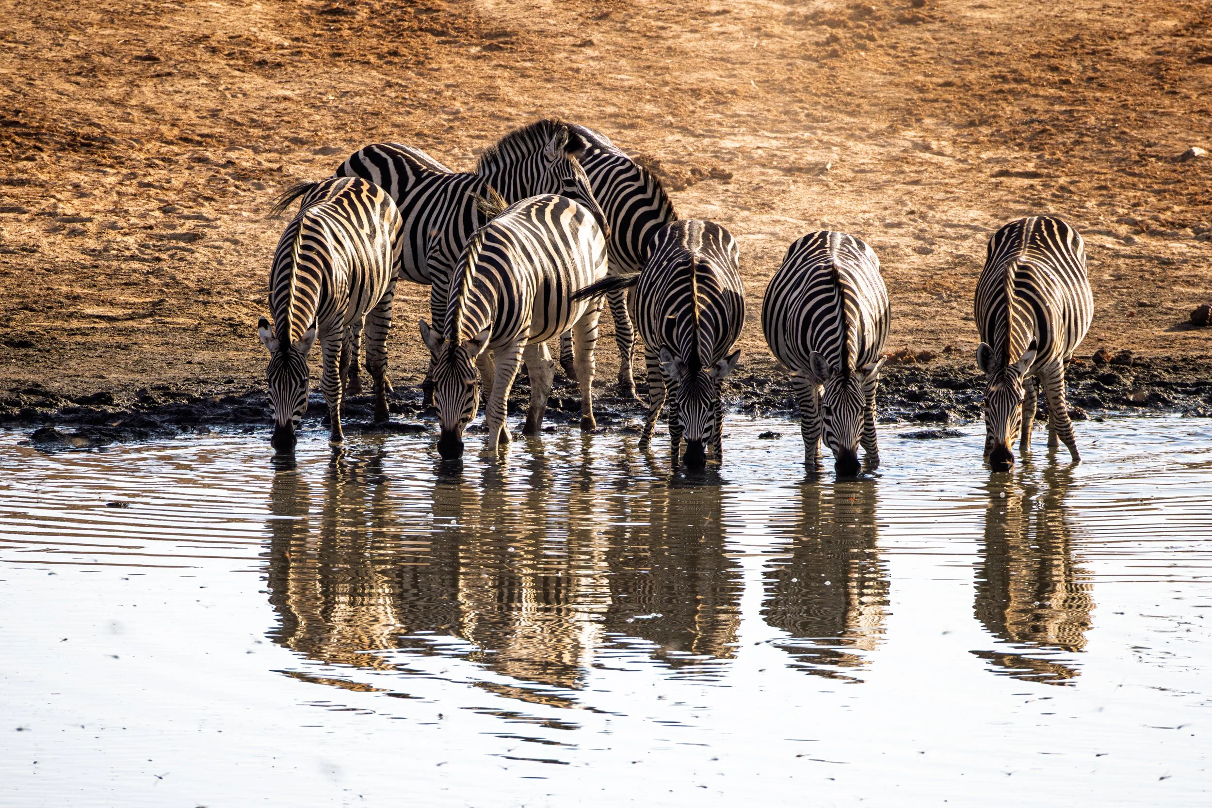 Six zebras drinking water at the edge of a body of water in a savannah or desert landscape.
